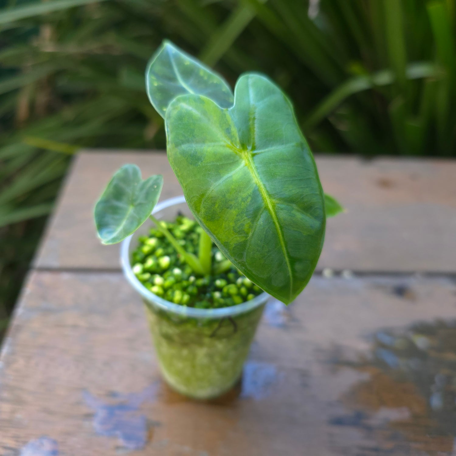 2x Rare Alocasia Frydek Green on Green variegated established baby plants