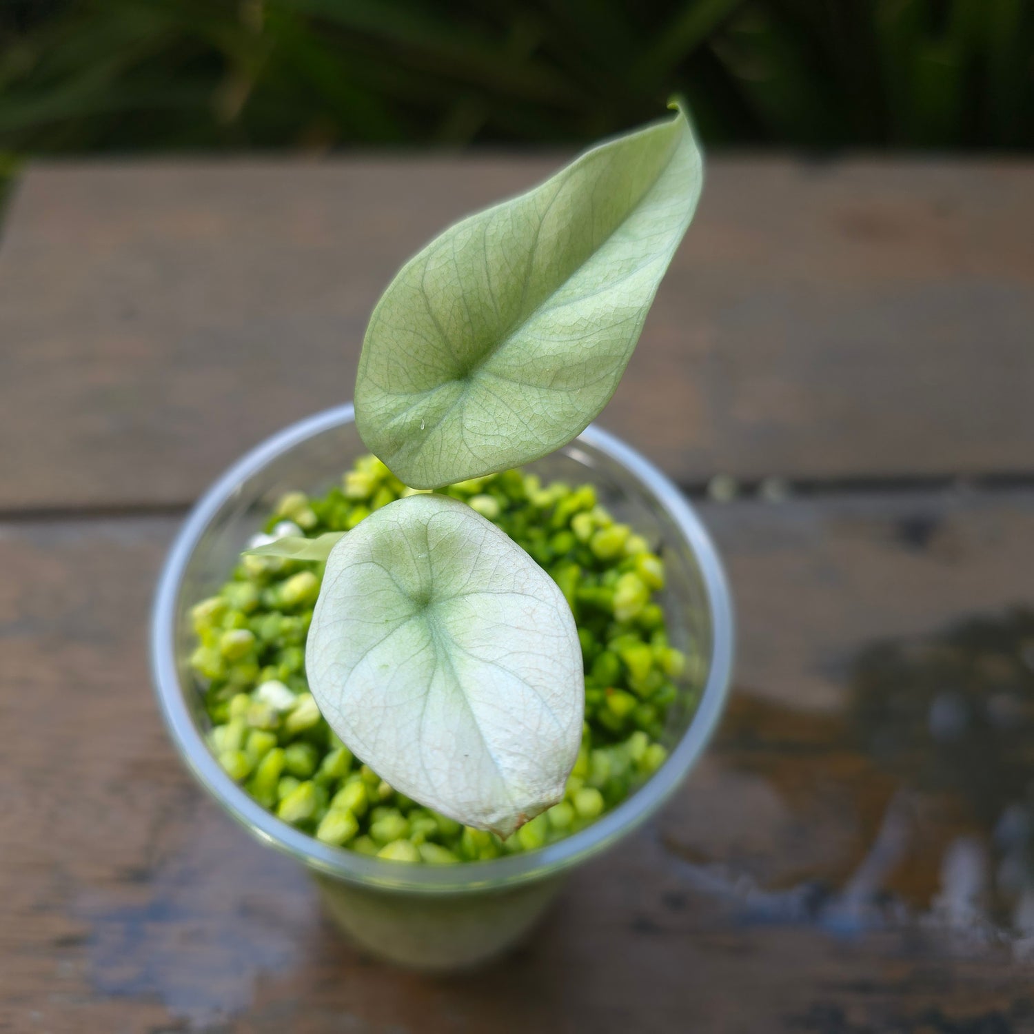 2x🌿Super Rare🌿 Alocasia Sinuata Mint variegated baby plants (Full var)