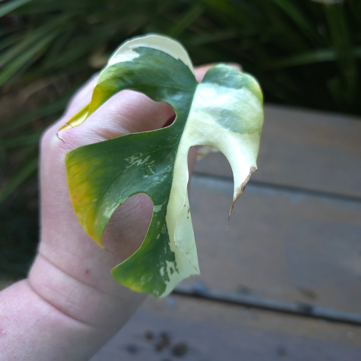 2x avail 🌿Rare Raphidophora Tetrasperma Albo Variegated rooted cuttings Non TC