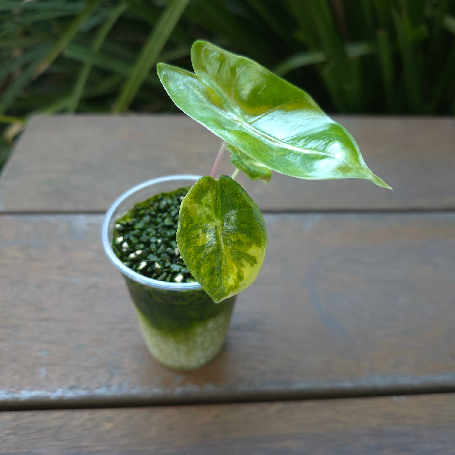 🌿Alocasia Pink Dragon Variegated baby plant TC Plant