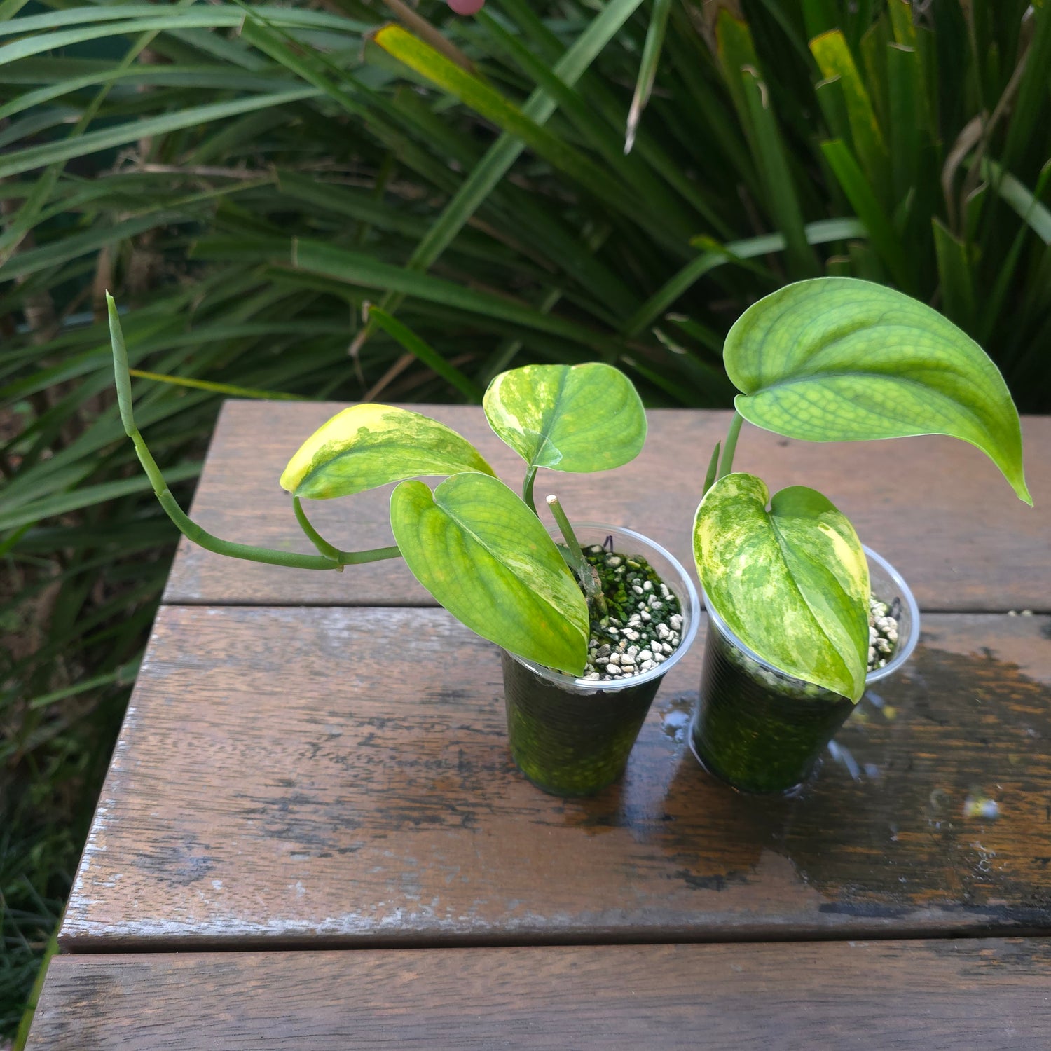2x avail🌿Rare Scindapsus Jade Satin Aurea variegated established plants non tc🌿