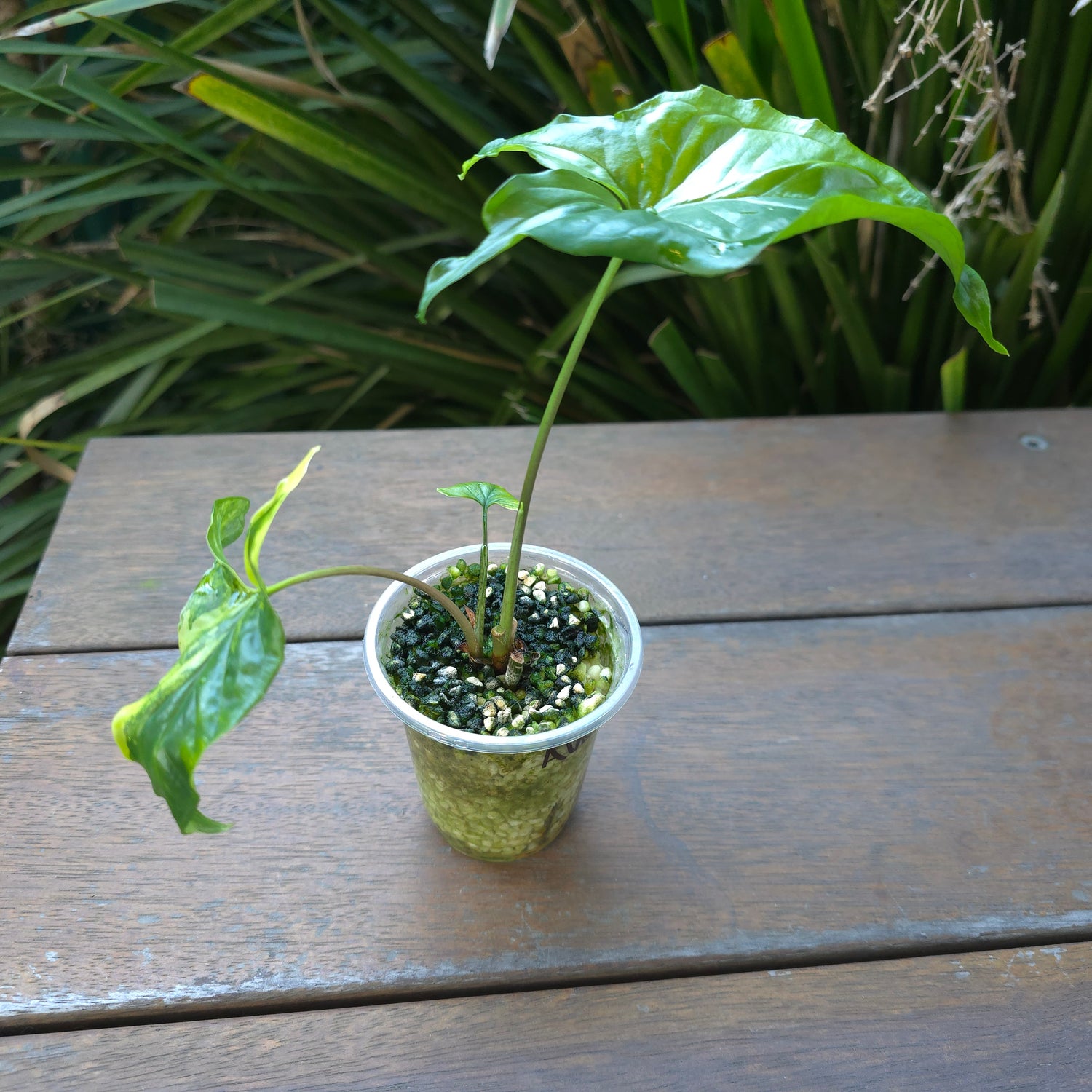 🌿Rare Syngonium Aurea variegated established plant non tc🌿