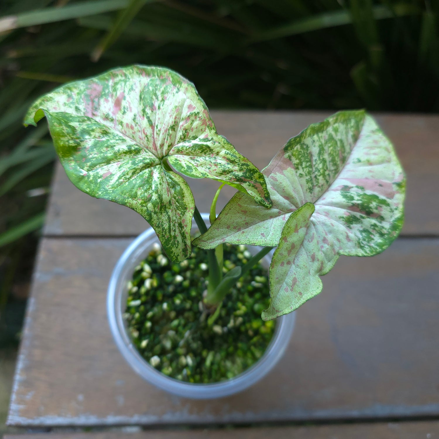 2x avail🌿Rare Syngonium Confetti Tricolour established plants non tc Highly patterned!