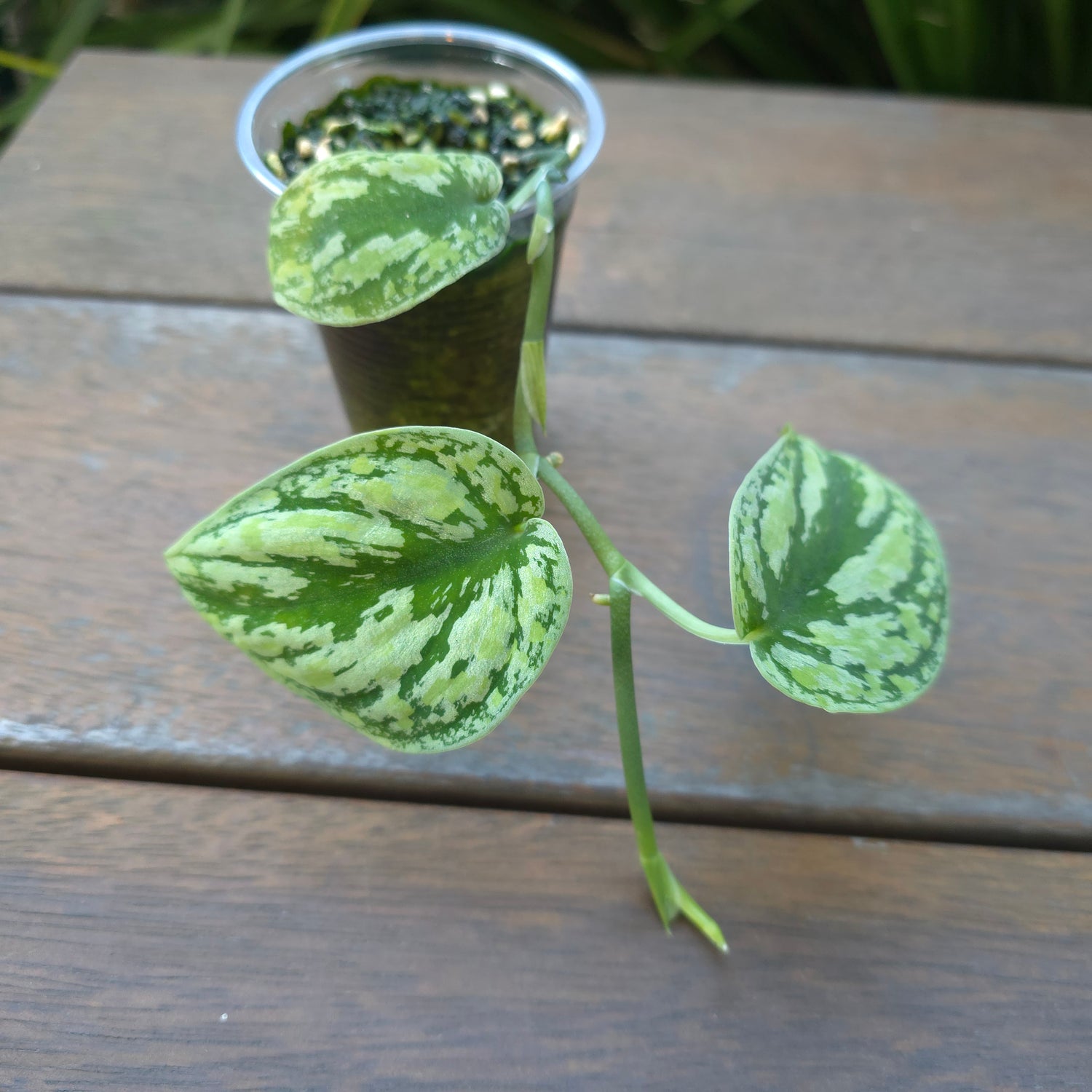 Rare Scindapsus Tricolour variegated established baby plant Non TC