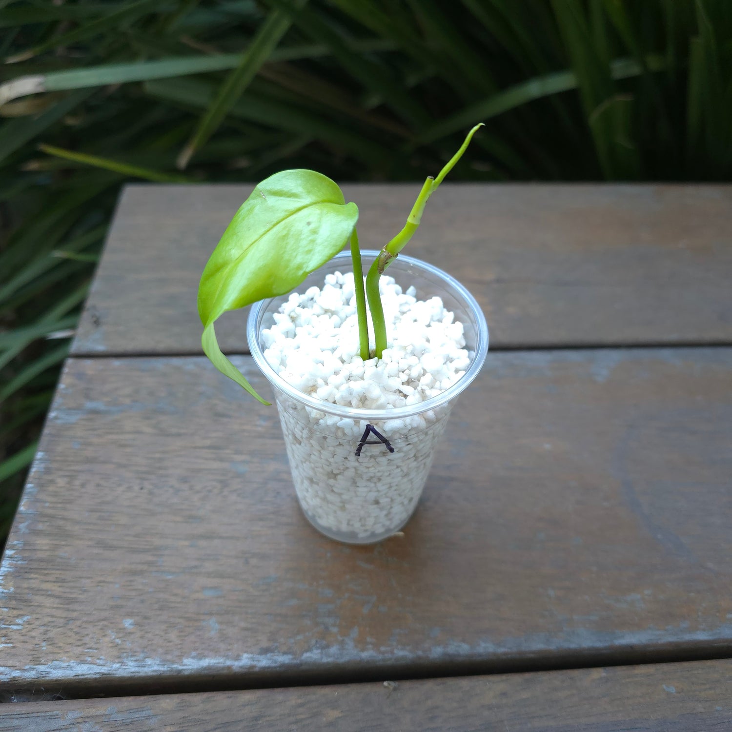 3x avail🌿Rare Epipremnum Pinnatum 'Neon' baby Plants🌿