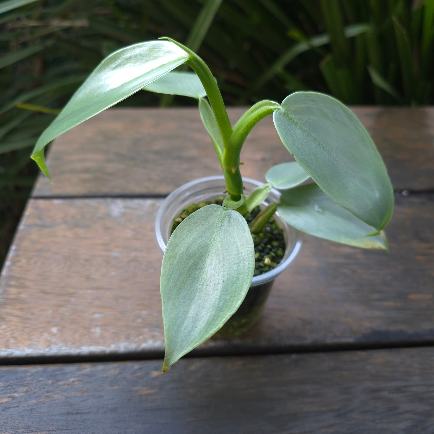 Rare Philodendron Silversword Variegated Established plant lower variegation Non tc