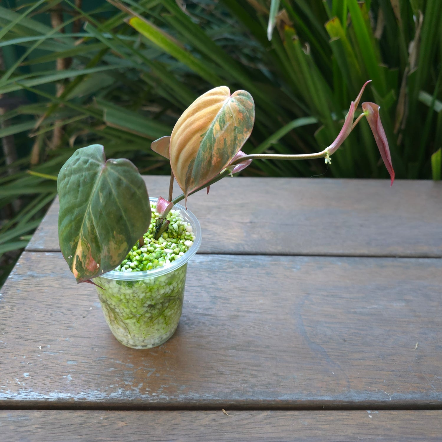 Rare Philodendron Micans Variegated established plant