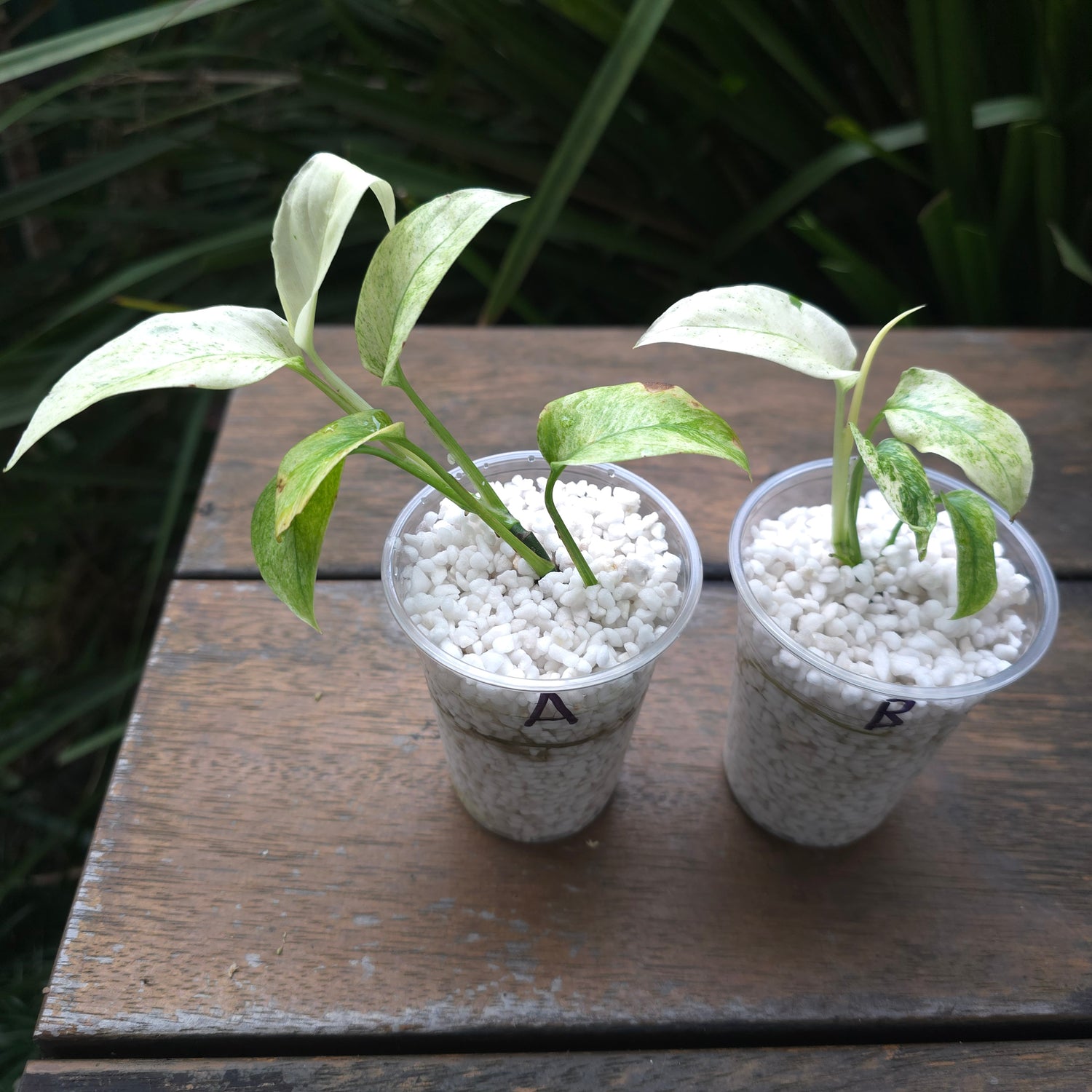 2x avail Monstera Laniata Mint Variegated est baby plants Non TC