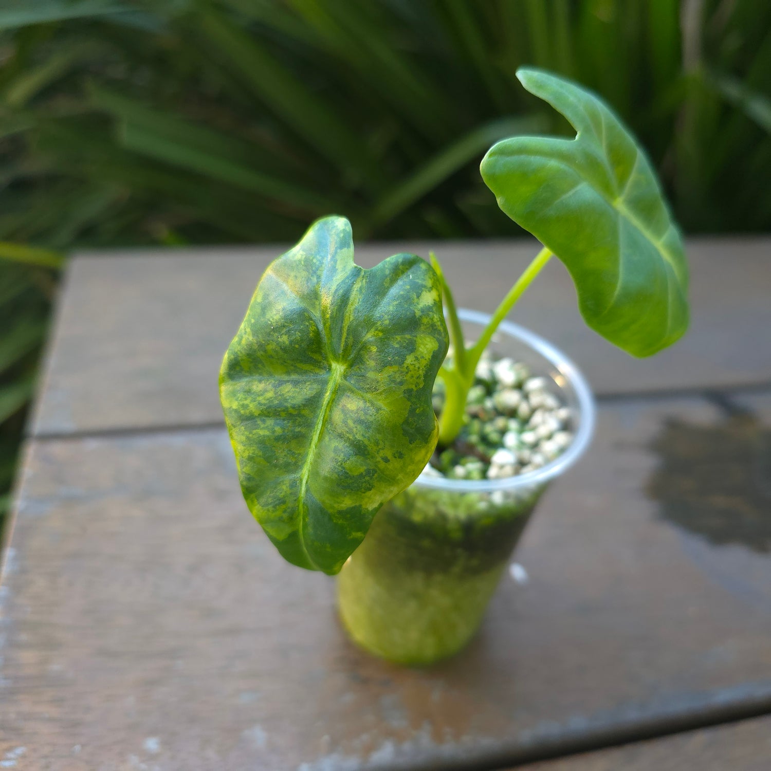 🌿Rare Alocasia Frydek Green on Green variegated established small plant