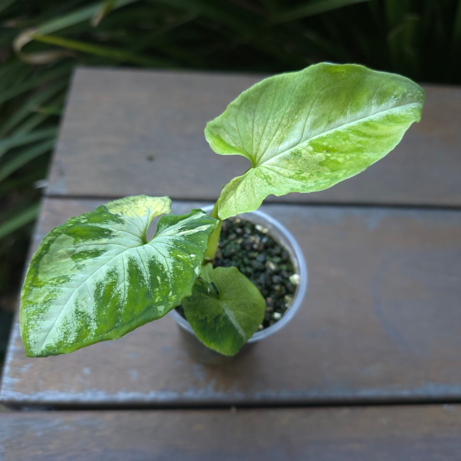 🌿Super Rare🌿 Syngonium Scrambled Eggs established plant non tc