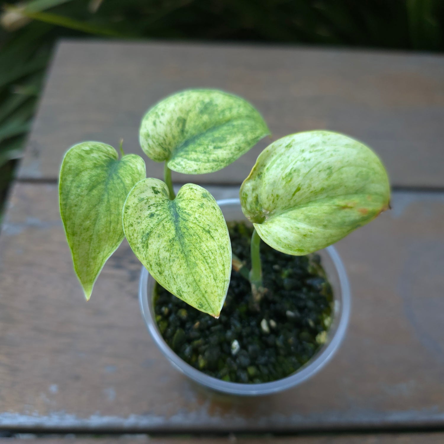 🌿Rare Scindapsus Jade Satin white Mint Variegated plant🌿