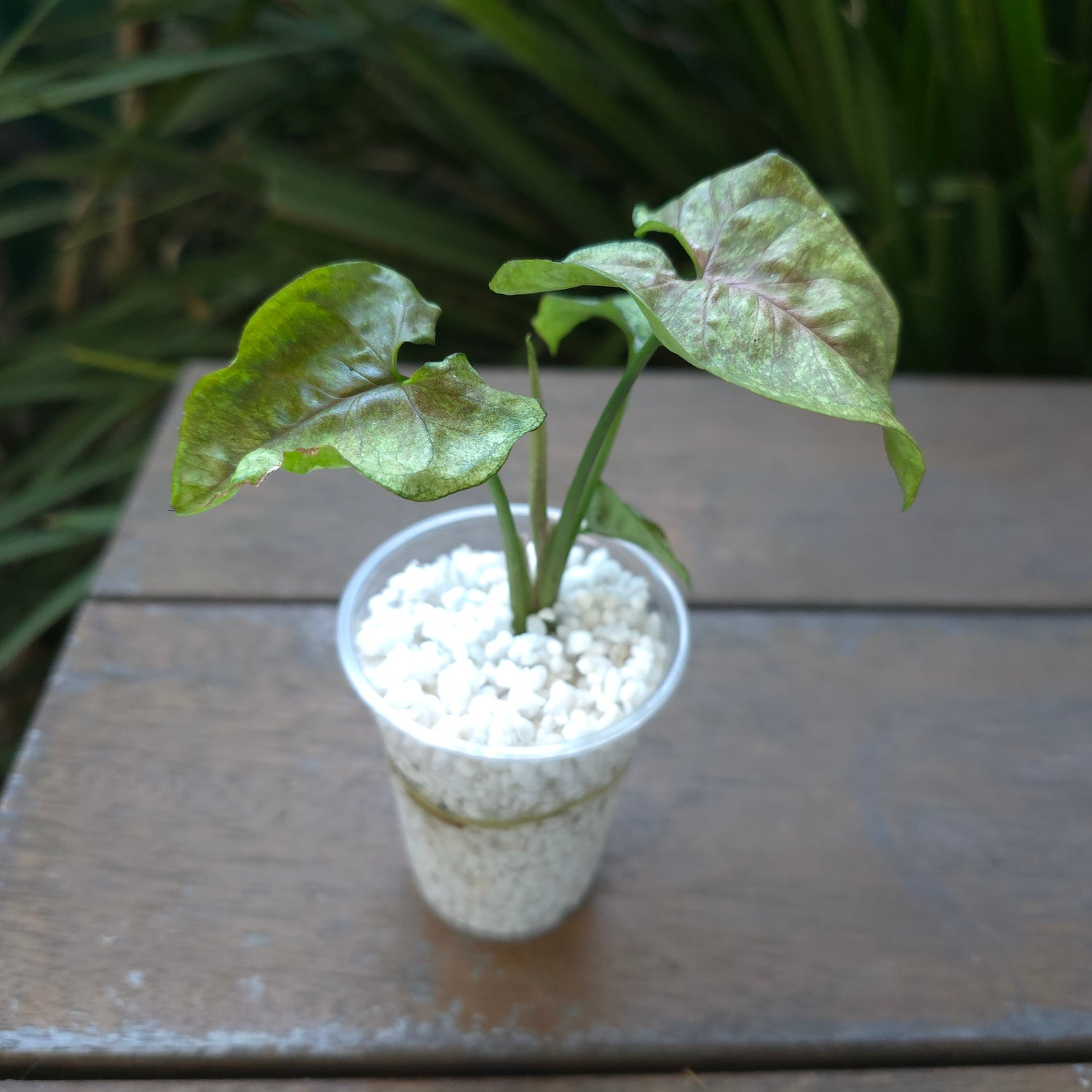 Rare Syngonium Matcha Sprinkle established plant non tc