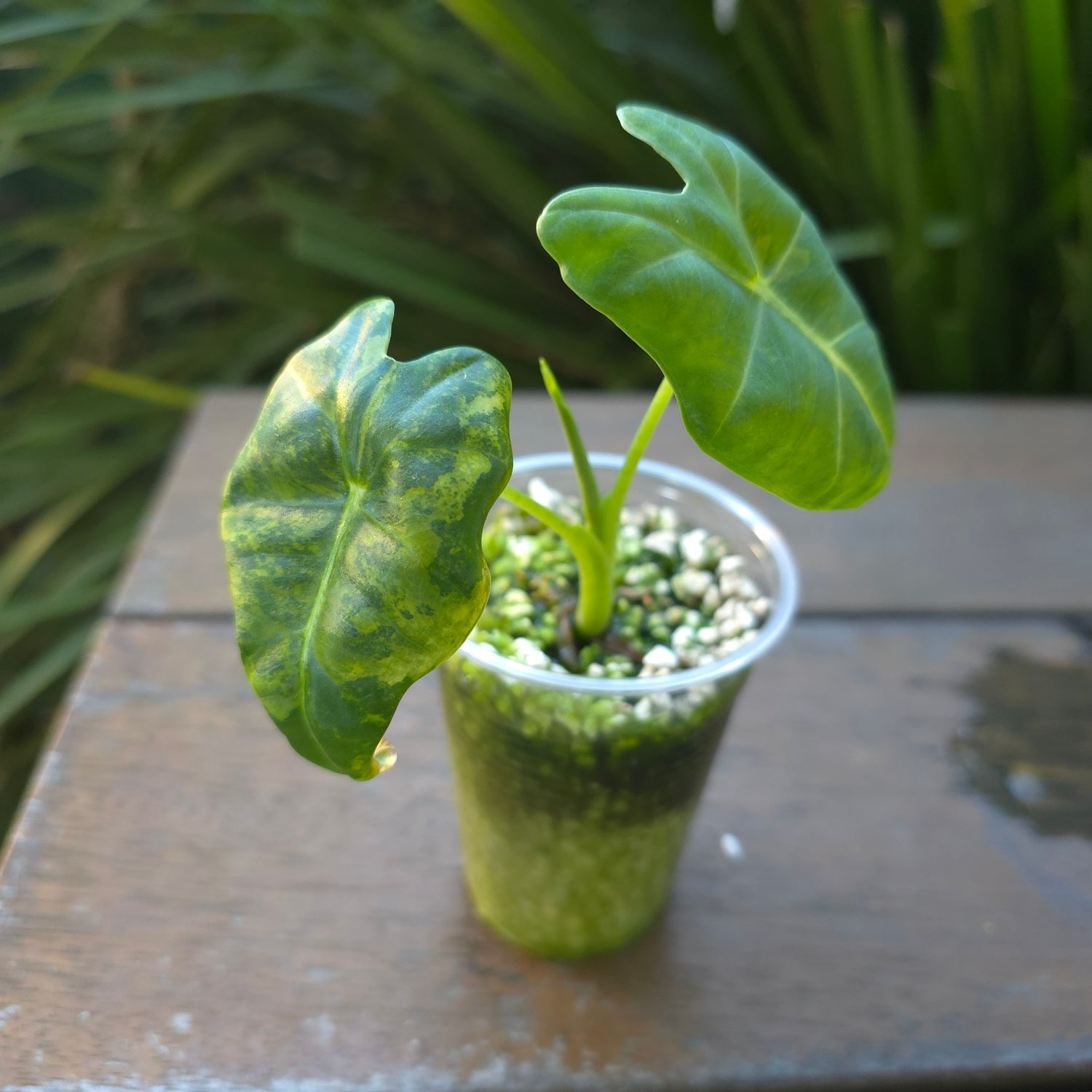 🌿Rare Alocasia Frydek Green on Green variegated established small plant