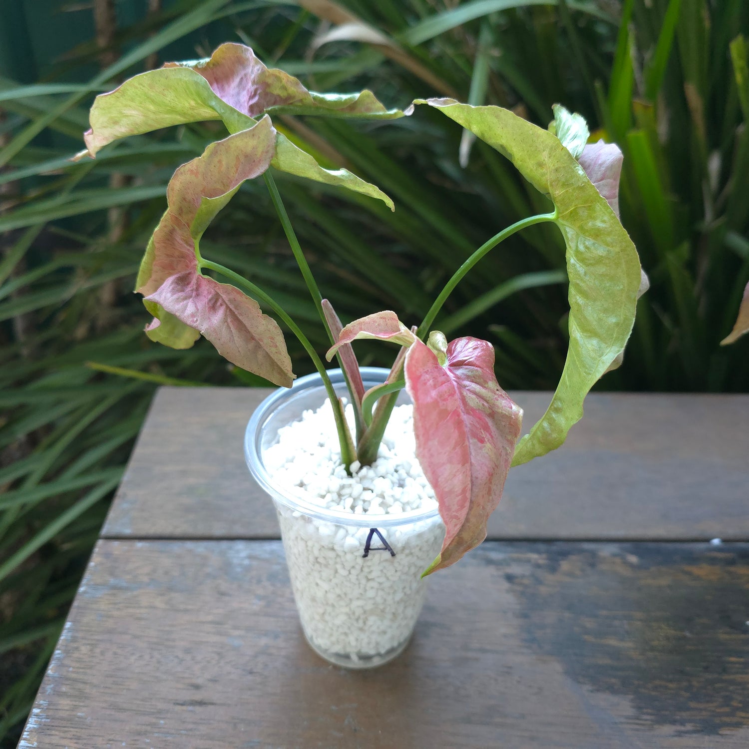 🌿Rare HIGLY VARIEGATED Syngonium Pinkspot established plants Non tc