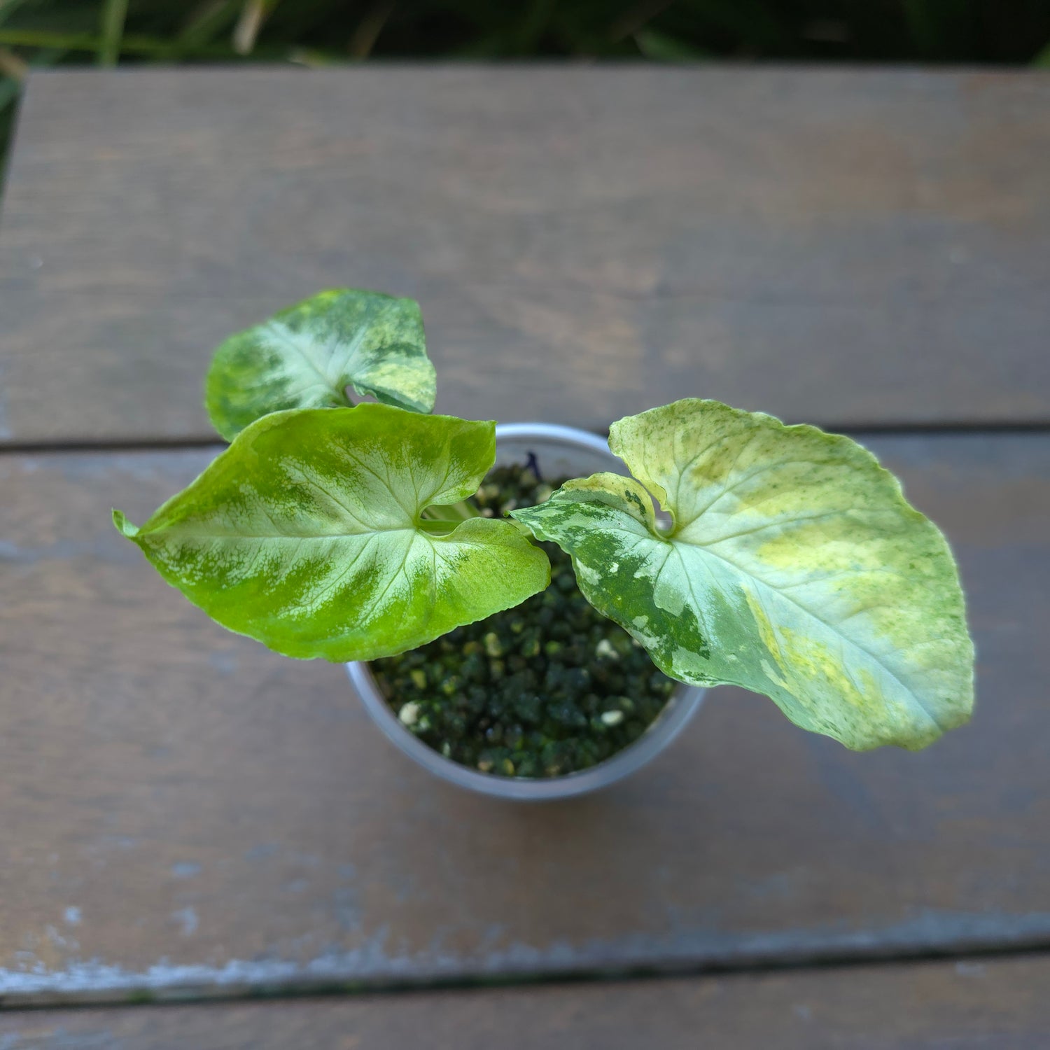 2x avail🌿Super Rare🌿 Syngonium Scrambled Eggs established plants non tc UPDATED PICS & PRICE DROP!