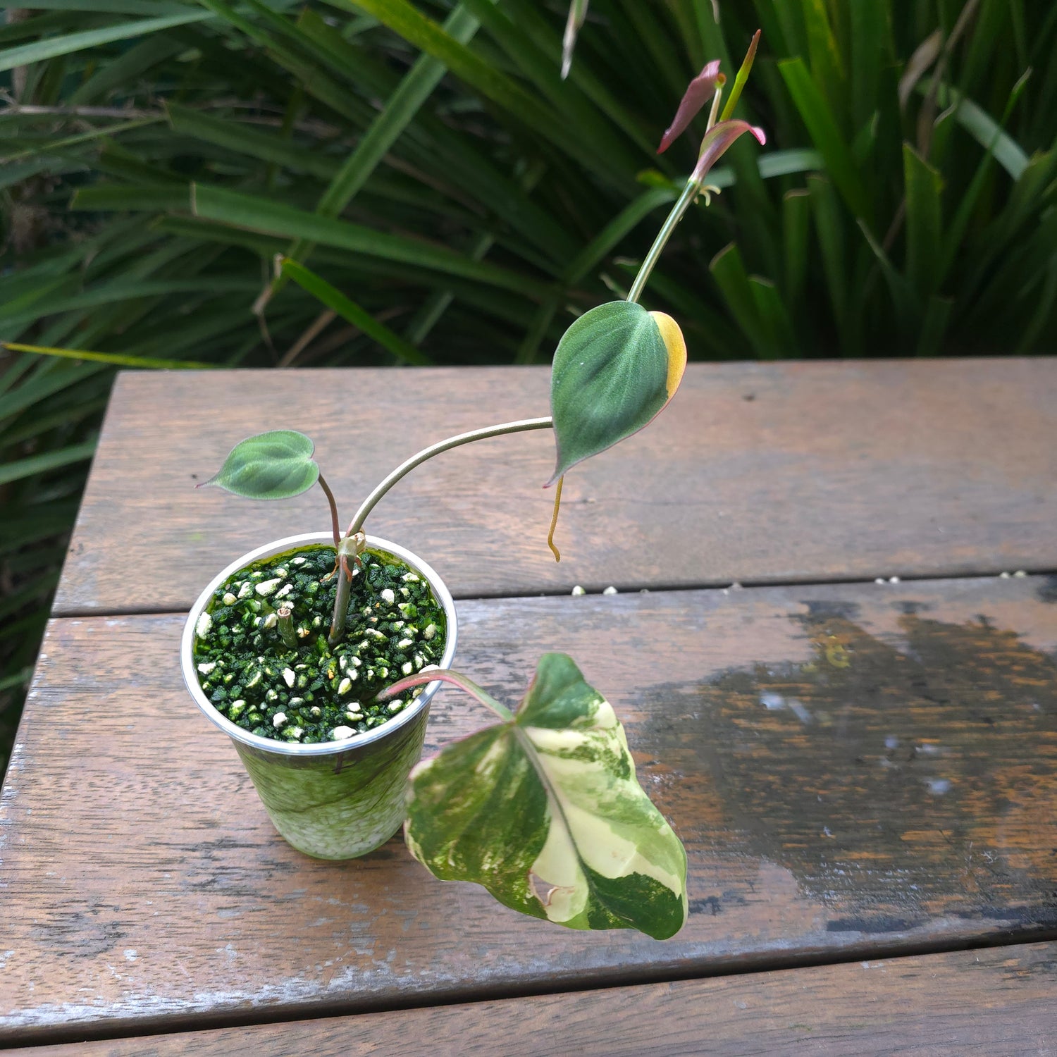 3x avail 🌿Rare Philodendron Micans Variegated est plants non tc🌿