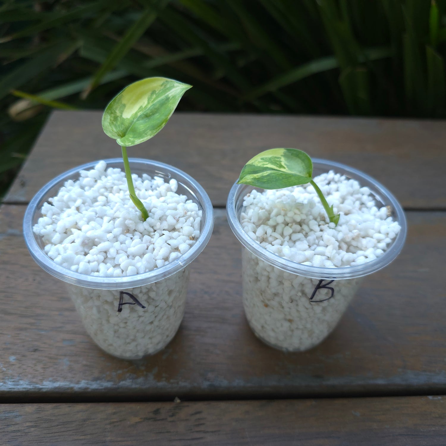 2x avail🌿Rare Scindapsus Jade Satin Aurea variegated established little plant non tc