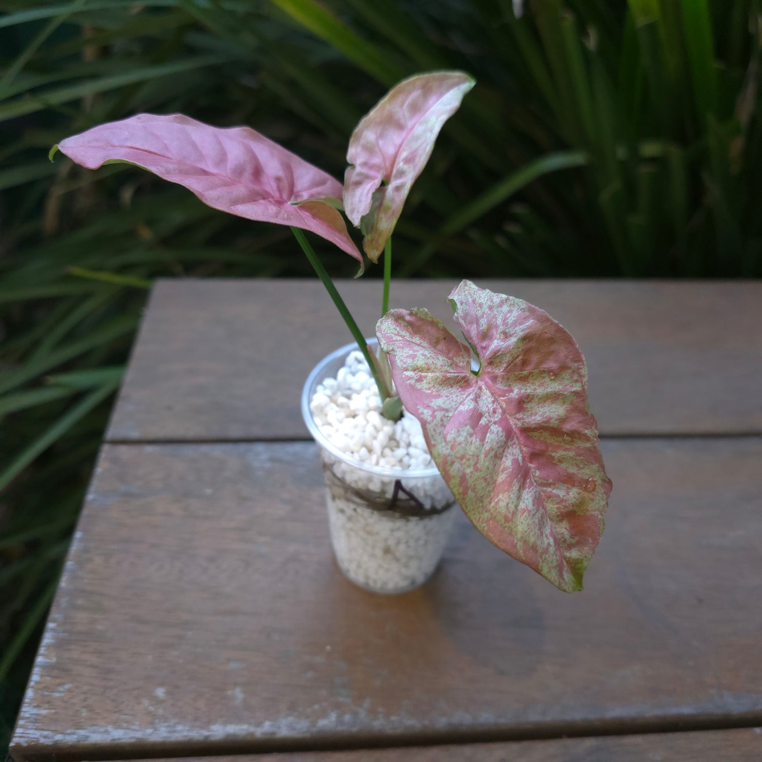 2x avail🌿 Rare Syngonium Milk Confetti established plants Non tc🌿