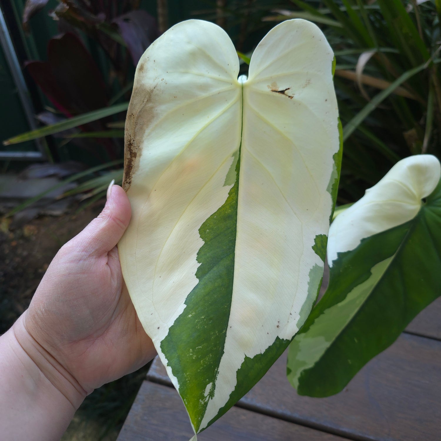 2x cuttings avail🌿SUPER RARE🌿Rare Syngonium Chiapense Variegated semi rooted cuttings non tc.
