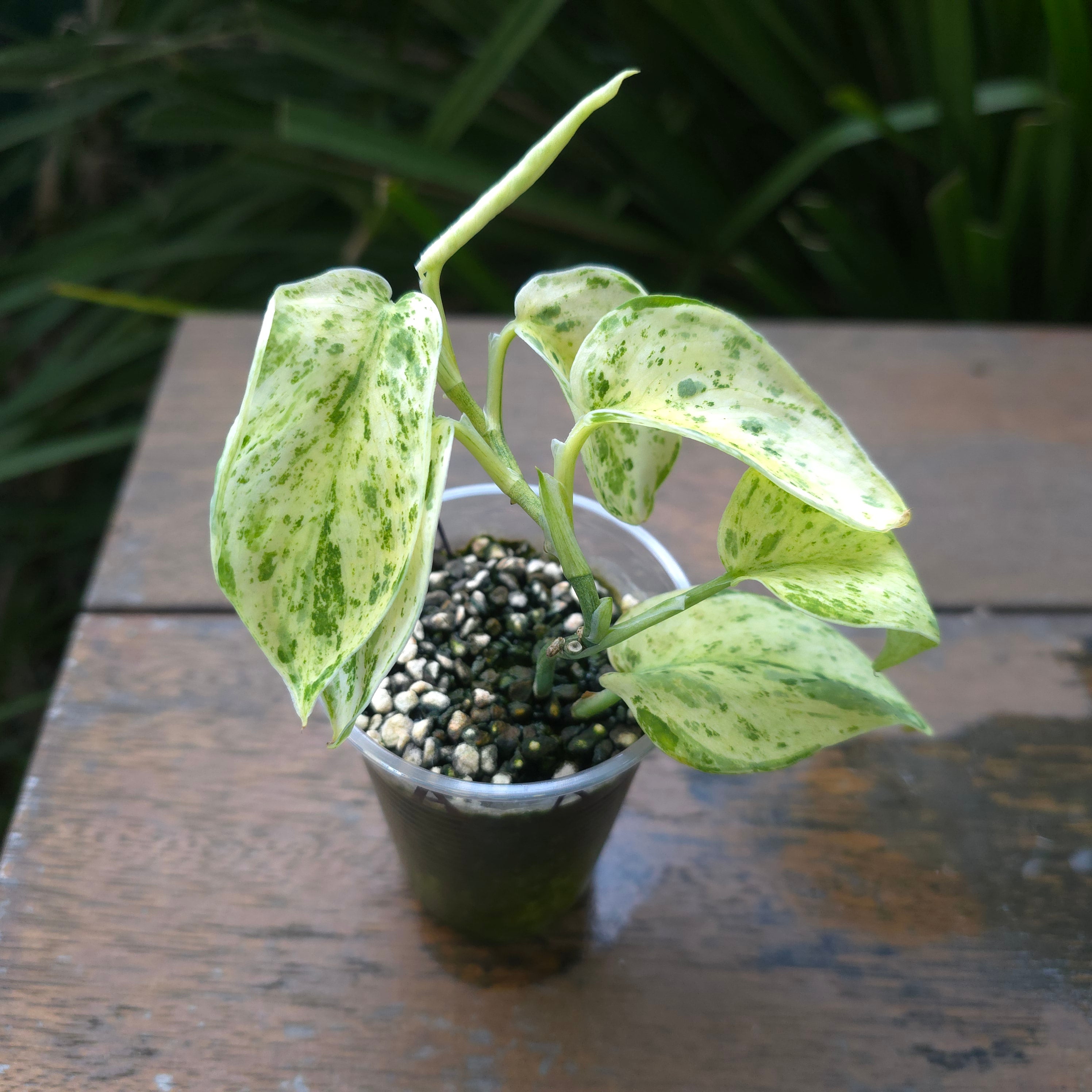 2x avail🌿Rare Scindapsus Jade Satin white Mint Variegated established plants🌿
