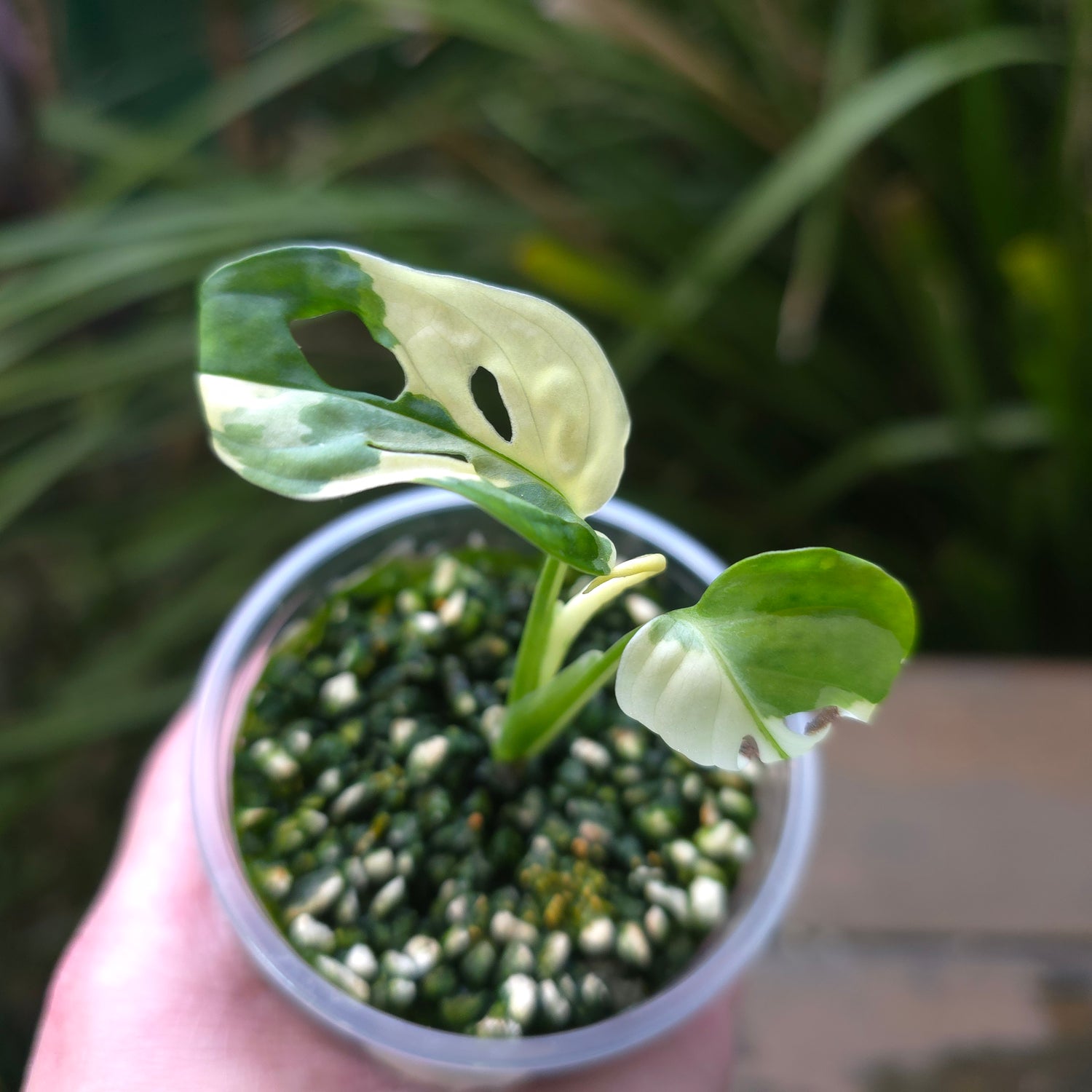 Rare Monstera Adansonii Albo Variegated baby plant non tc