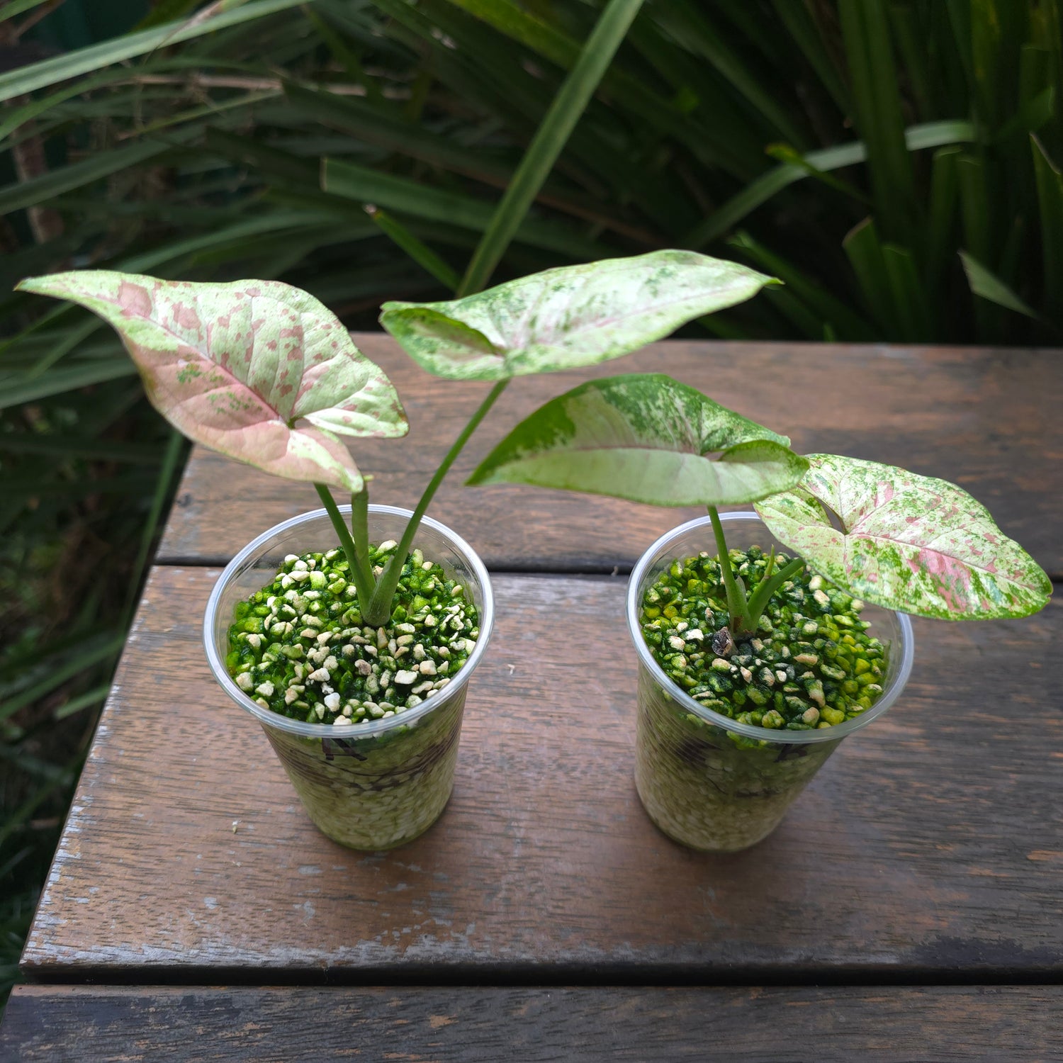 2x Avail Rare Syngonium Confetti Tricolour established Plants non tc