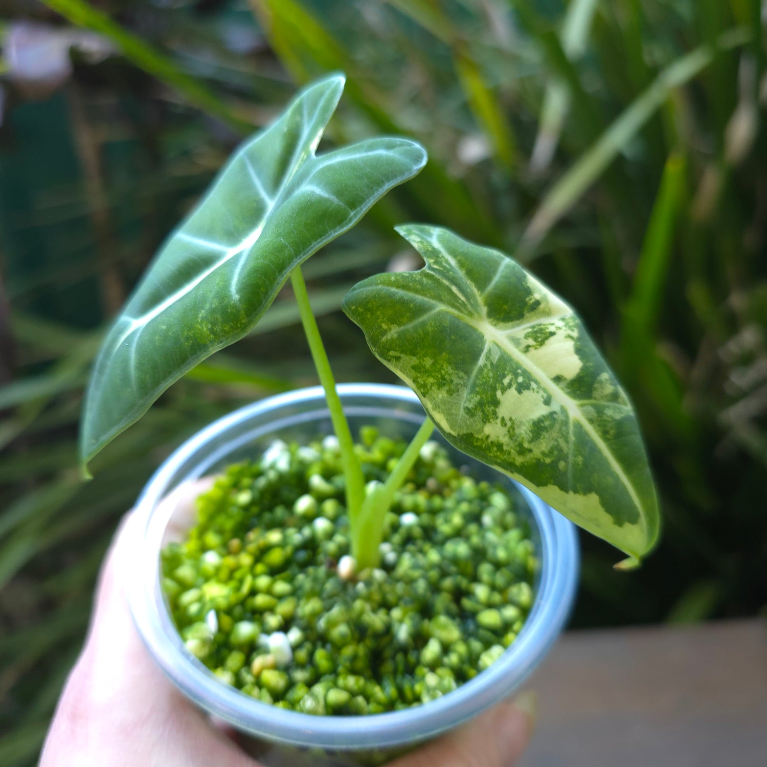 2x avail 🌿Rare Alocasia Frydek Albo Variegated plants non tc