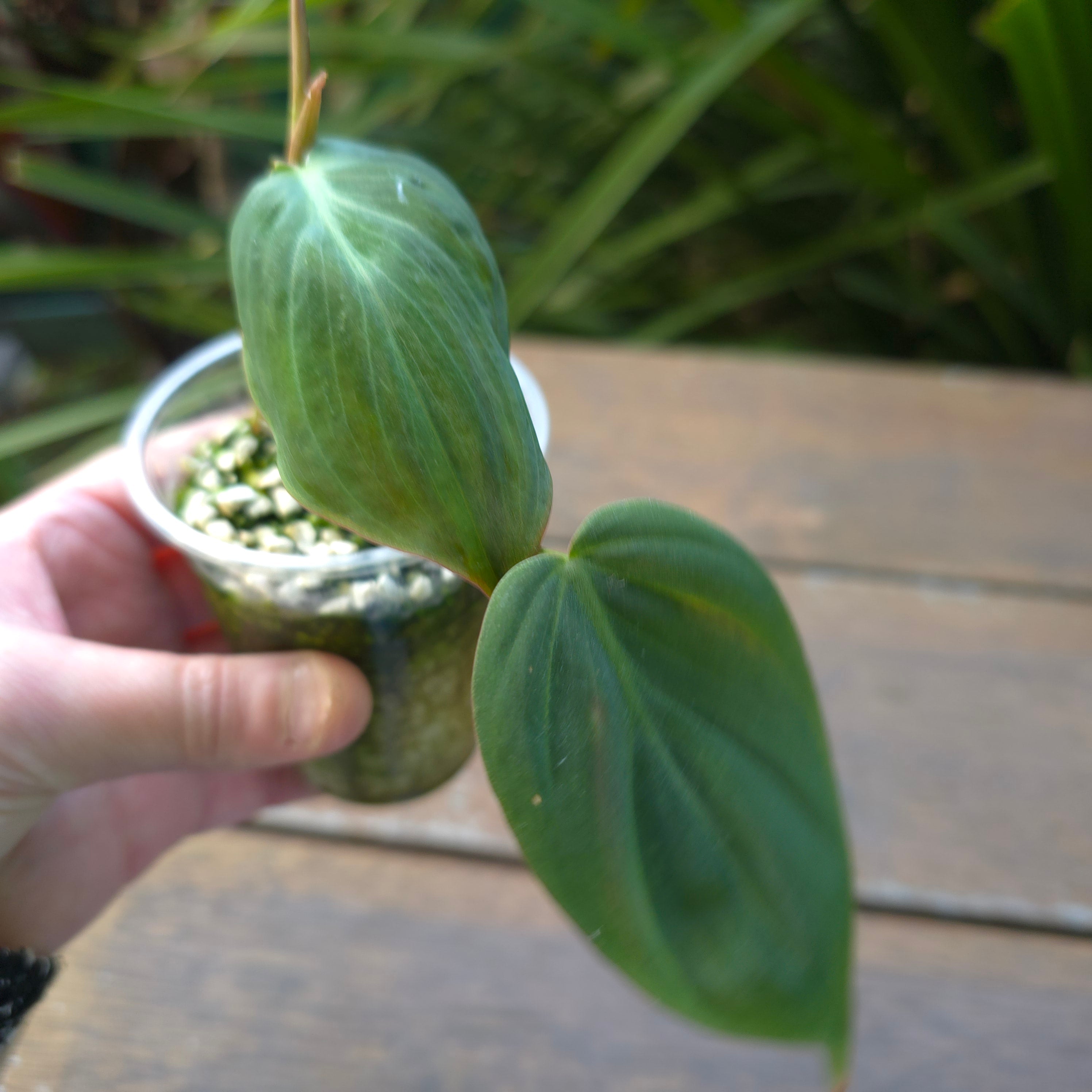 The Rescue Bin - Reverted/unvariegated Plants & Cuttings