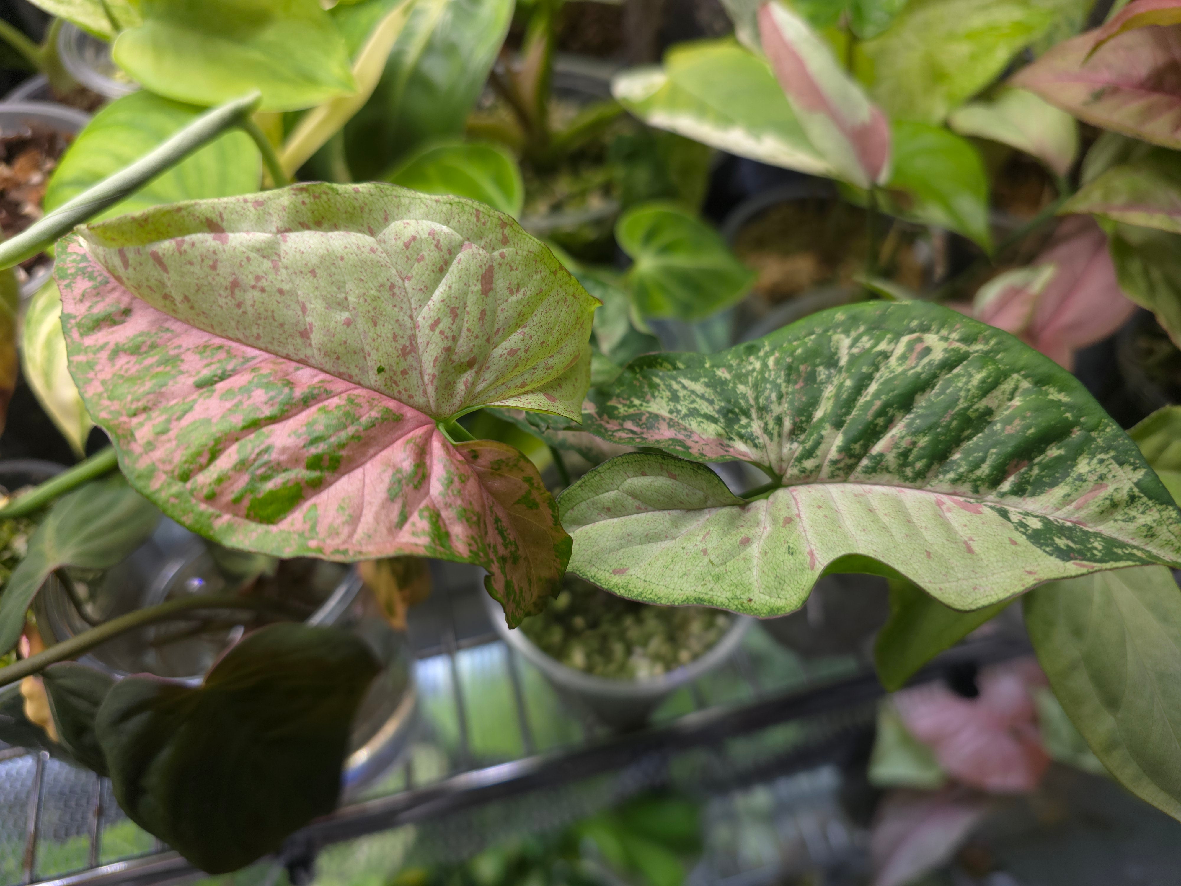 Syngonium offers T24, Rooted Cutting