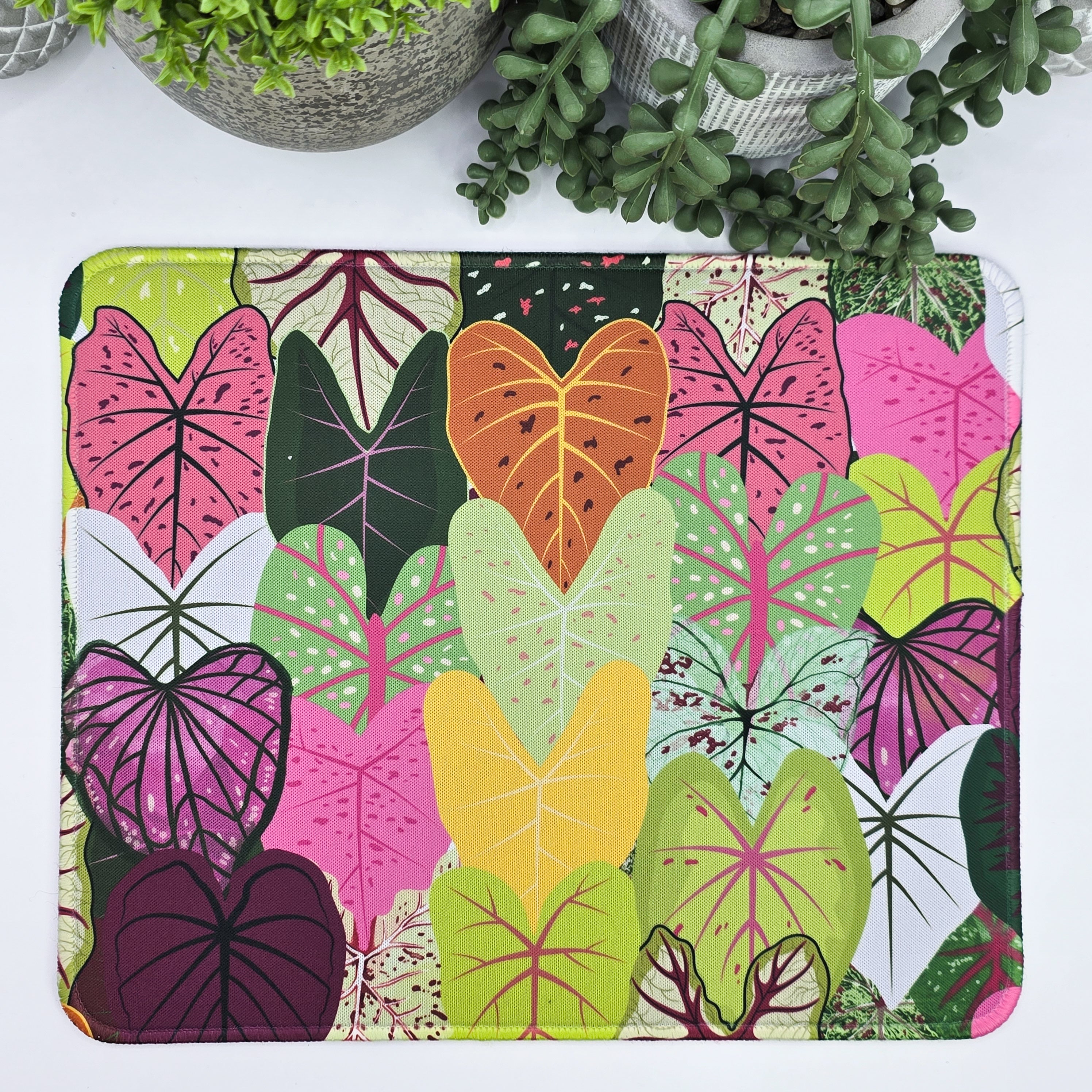 Caladium Products