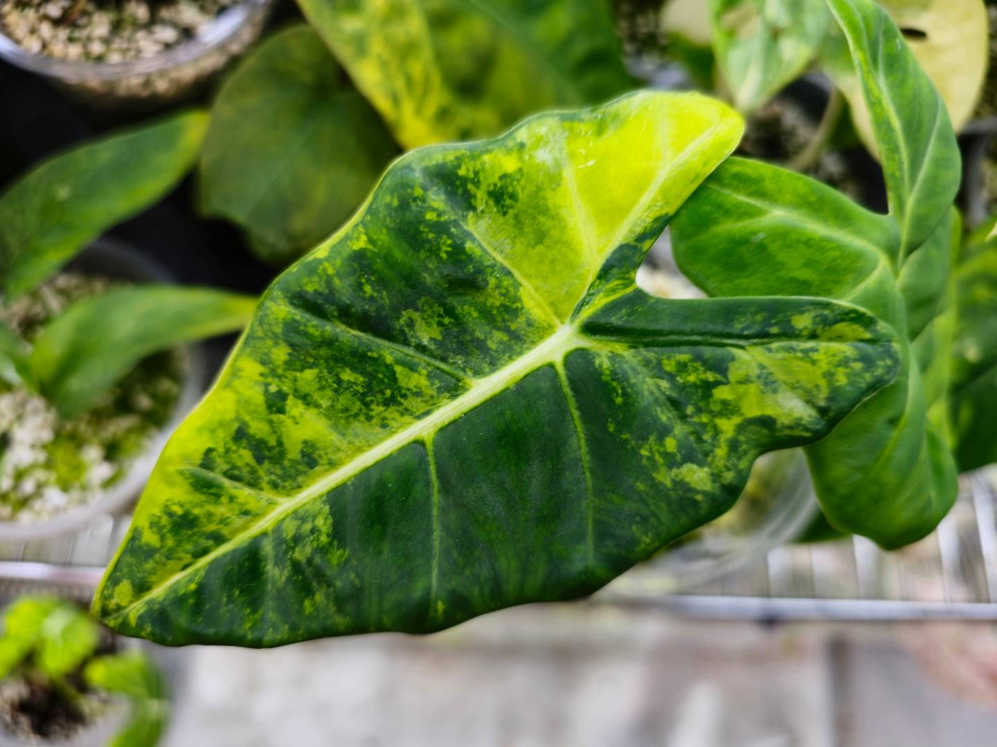 Alocasia houseplants for sale online in Australia. 