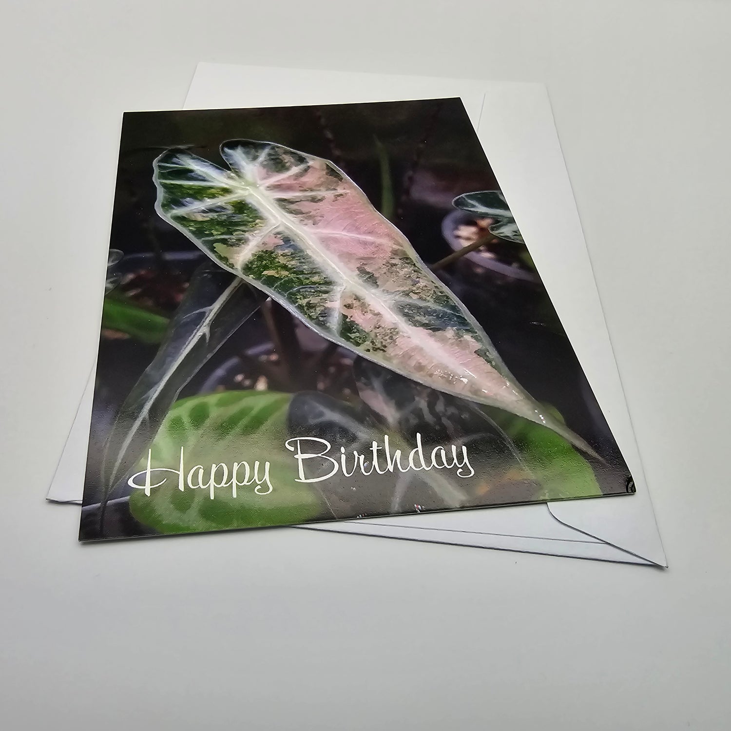 Alocasia Bambino Variegated plant Happy Birthday Note Card