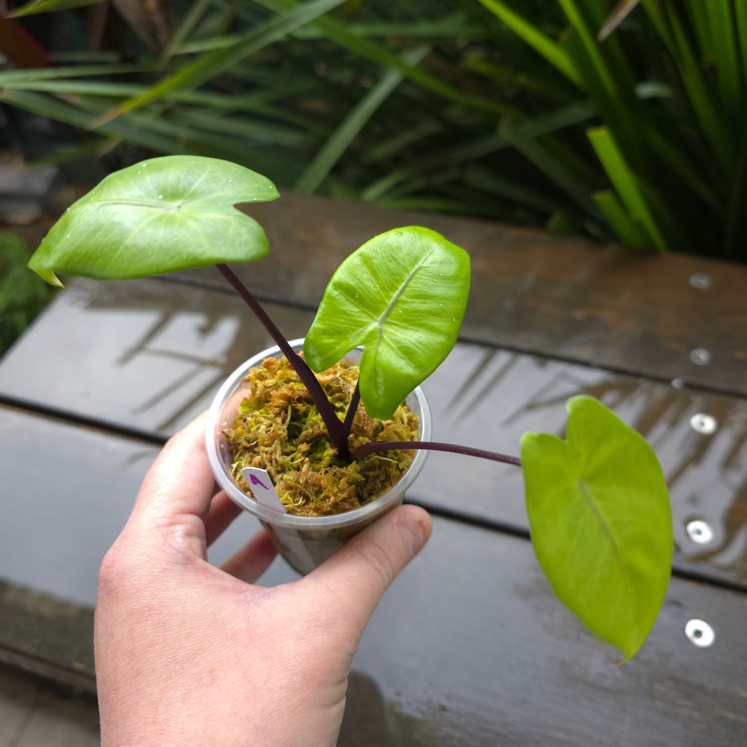 Alocasia Blackstem - unvariegated