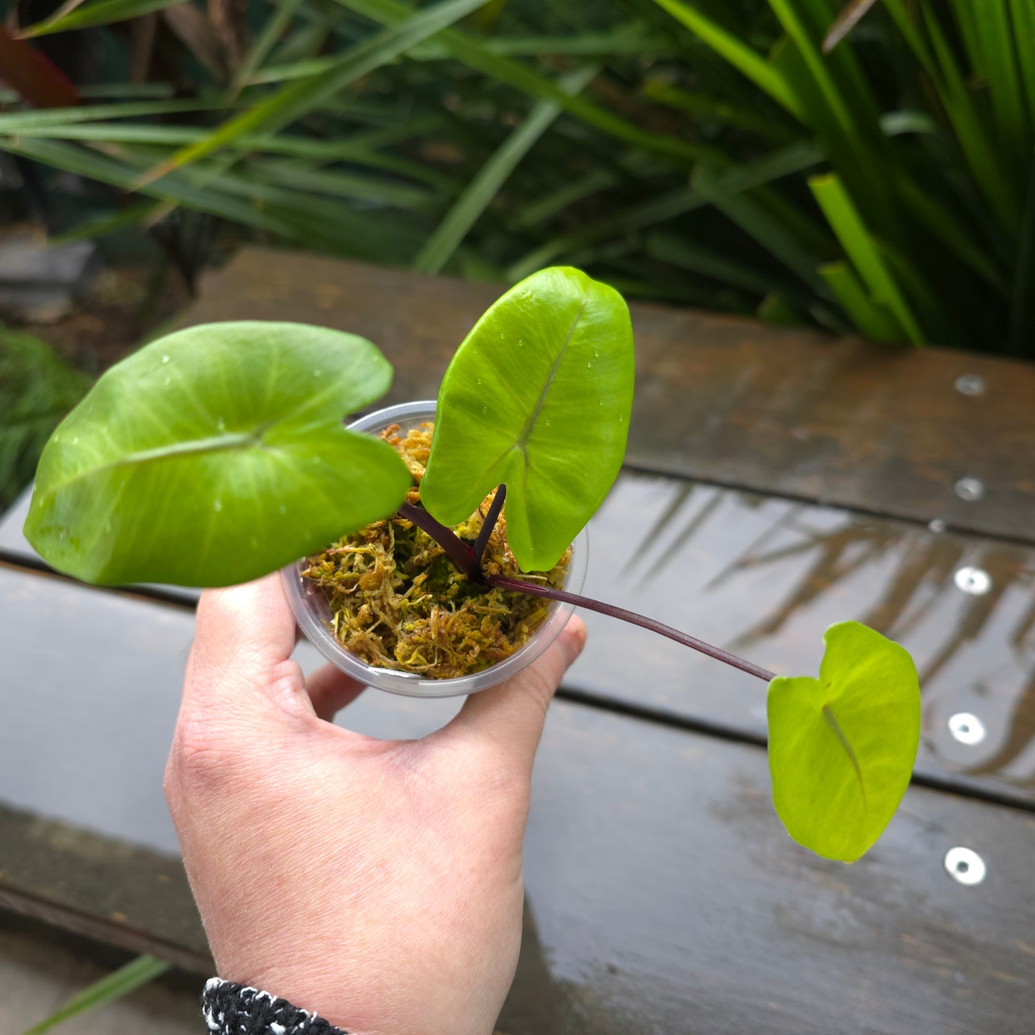 Alocasia Blackstem - unvariegated