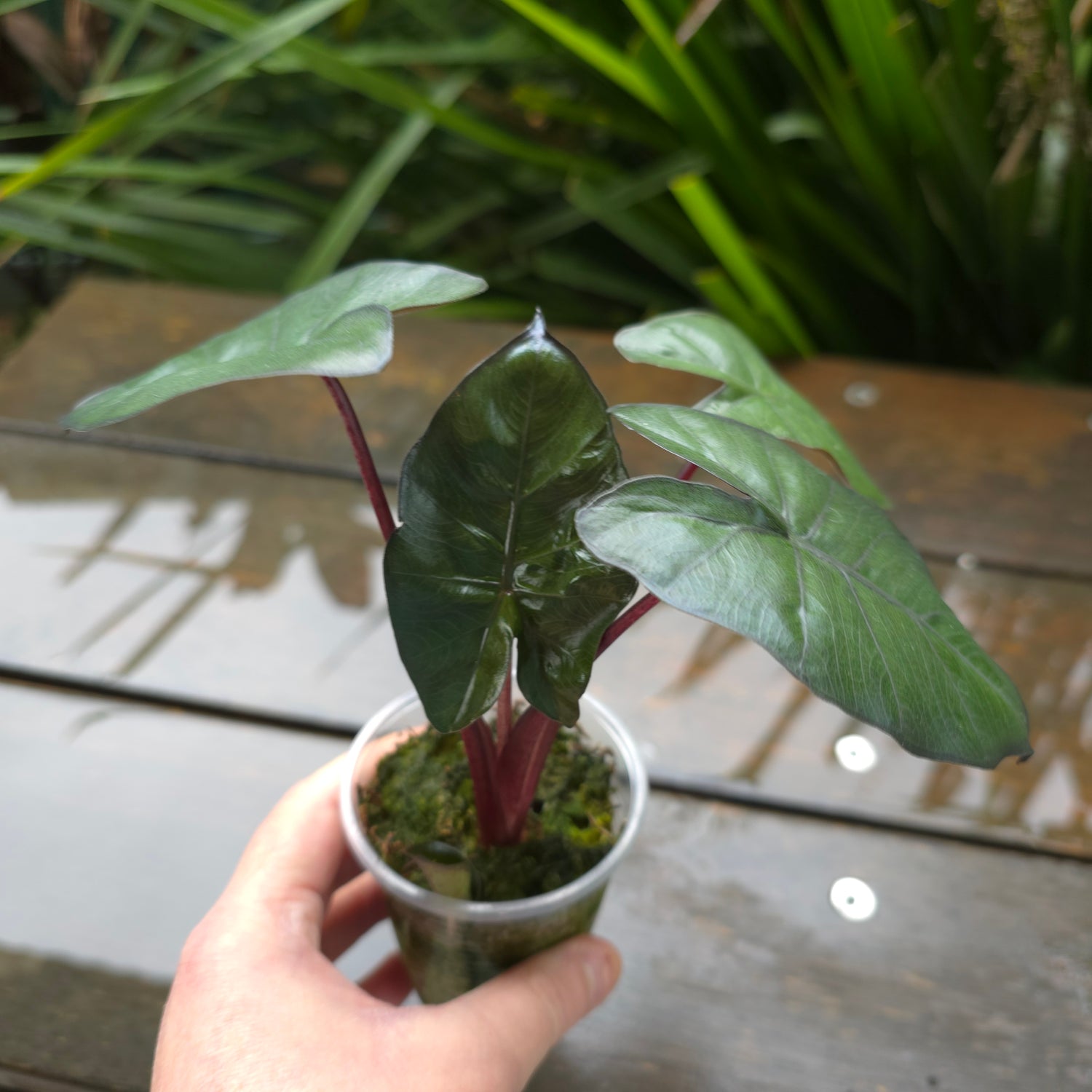 Alocasia Yucatan Princess - unvariegated