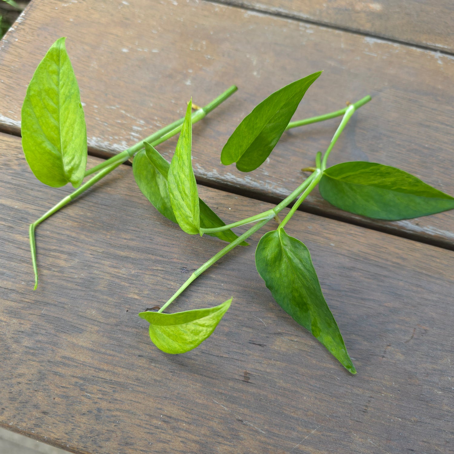 Rare Epipremnum Pinnatum Mint variegated semi rooted Tip cuttings