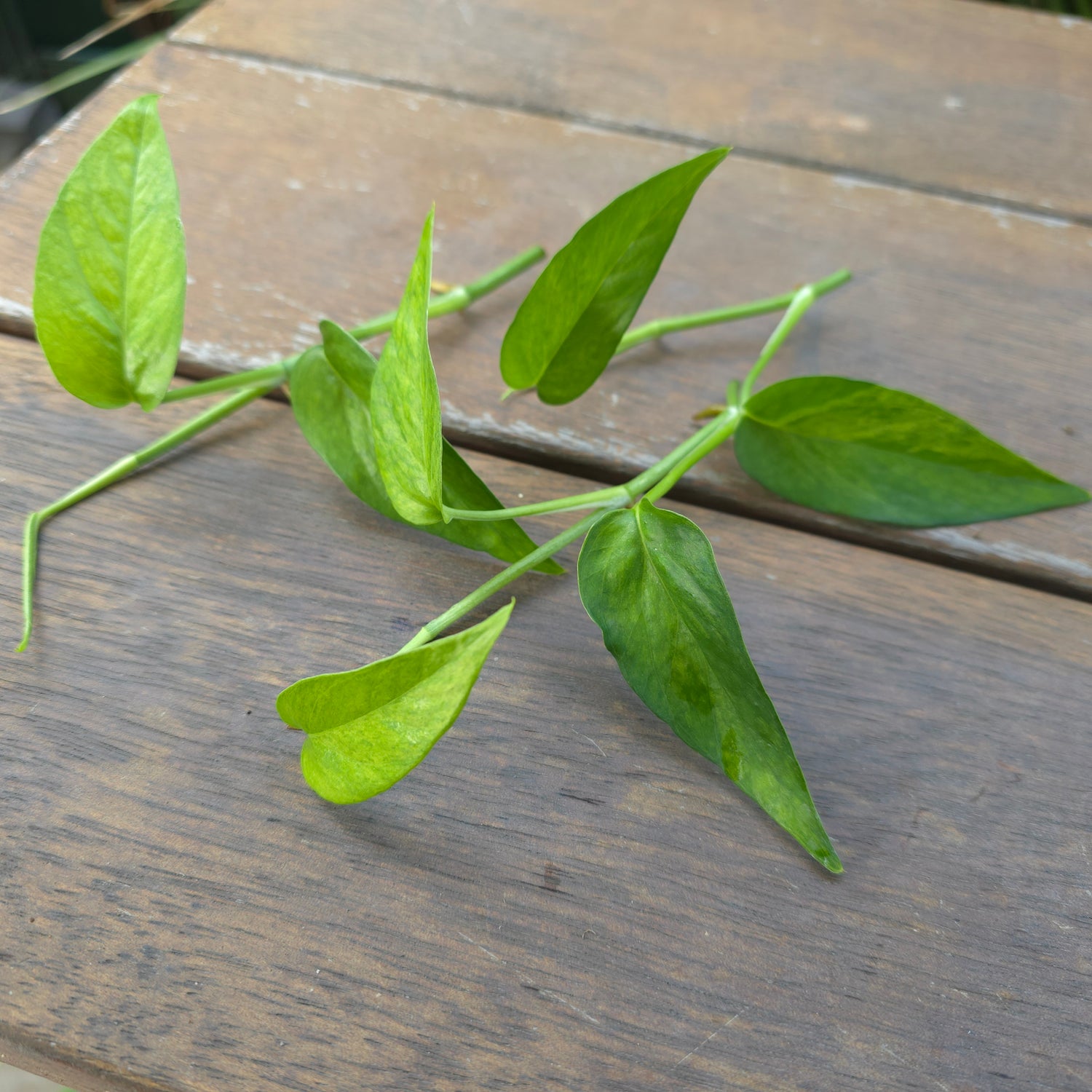 Rare Epipremnum Pinnatum Mint variegated semi rooted Tip cuttings