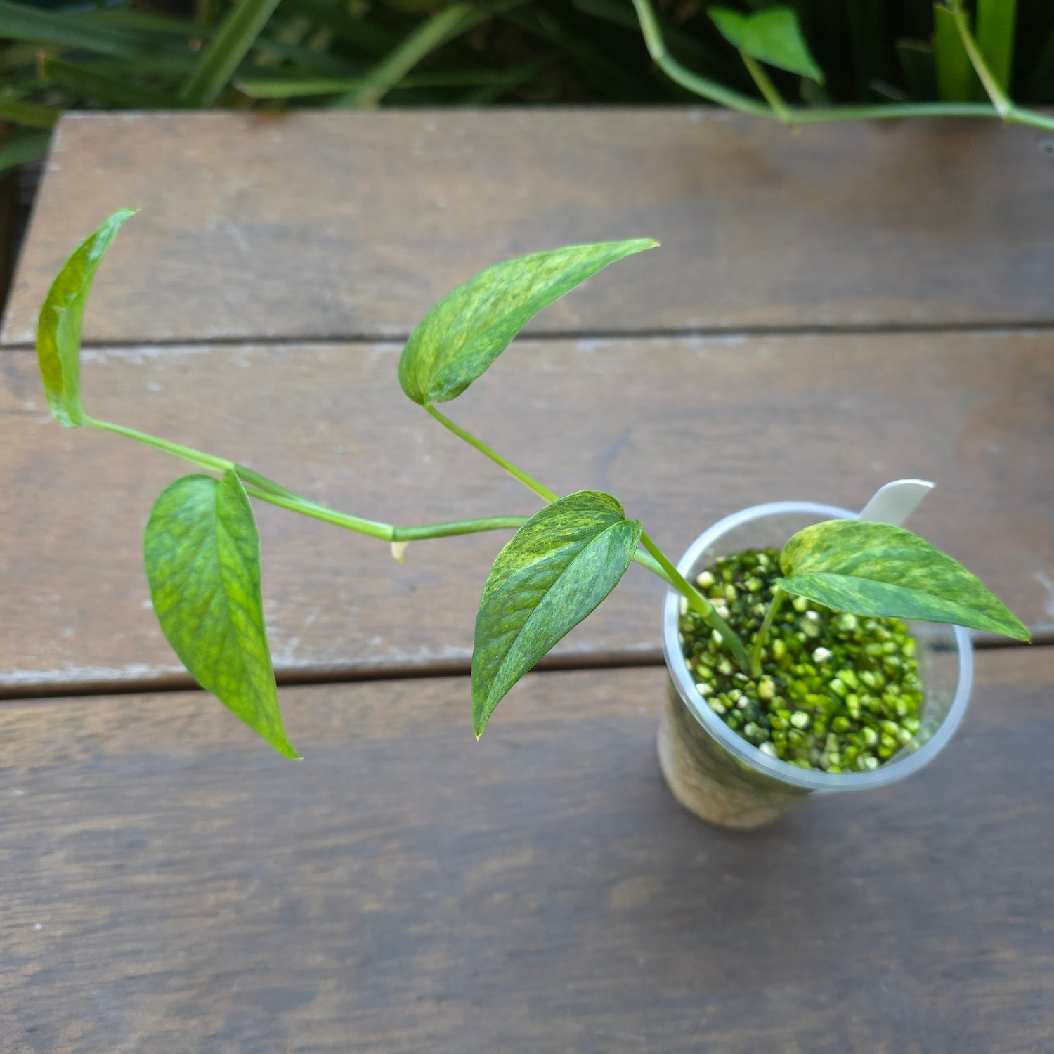 🌿Updated Pics🌿 Rare Epipremnum Pinnatum Mint variegated established plant (D)