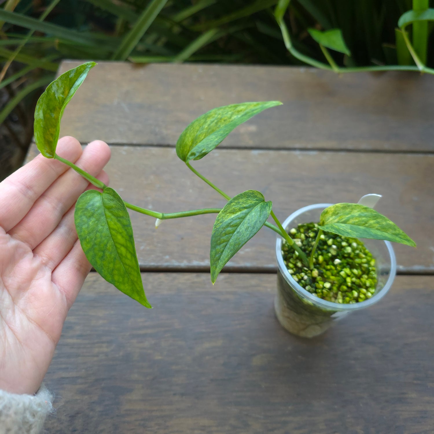 🌿Updated Pics🌿 Rare Epipremnum Pinnatum Mint variegated established plant (D)