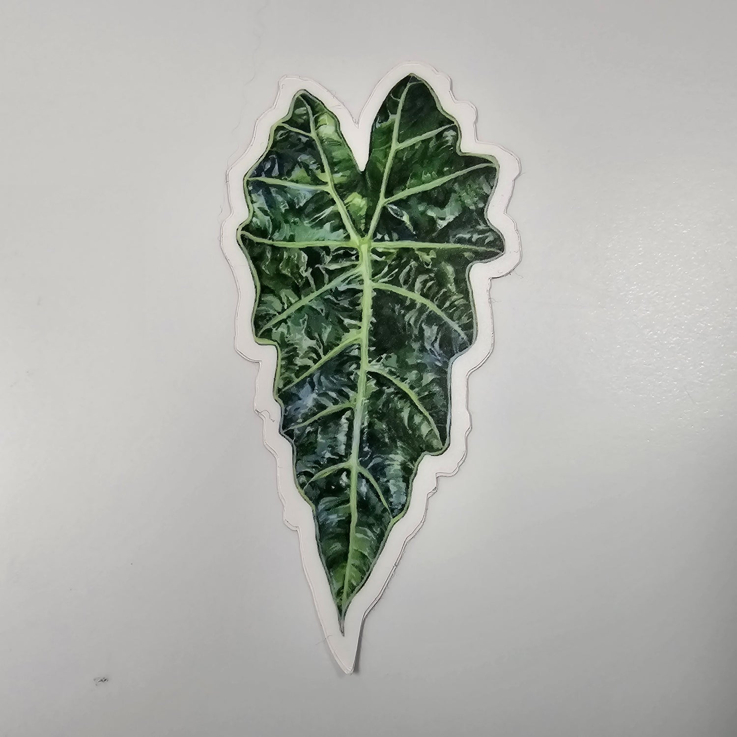 Alocasia Amazonica Polly Vinyl houseplant Sticker