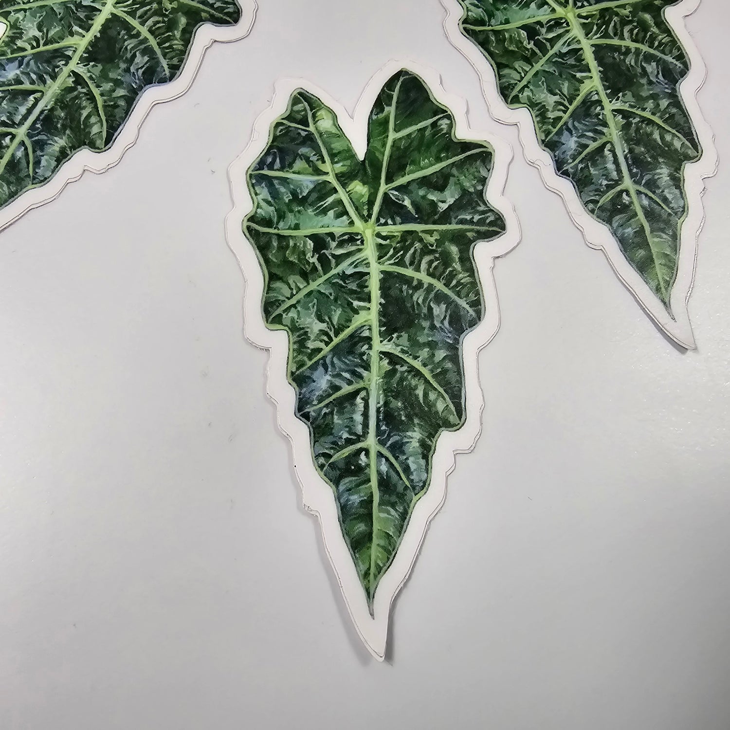 Alocasia Amazonica Polly Vinyl houseplant Sticker