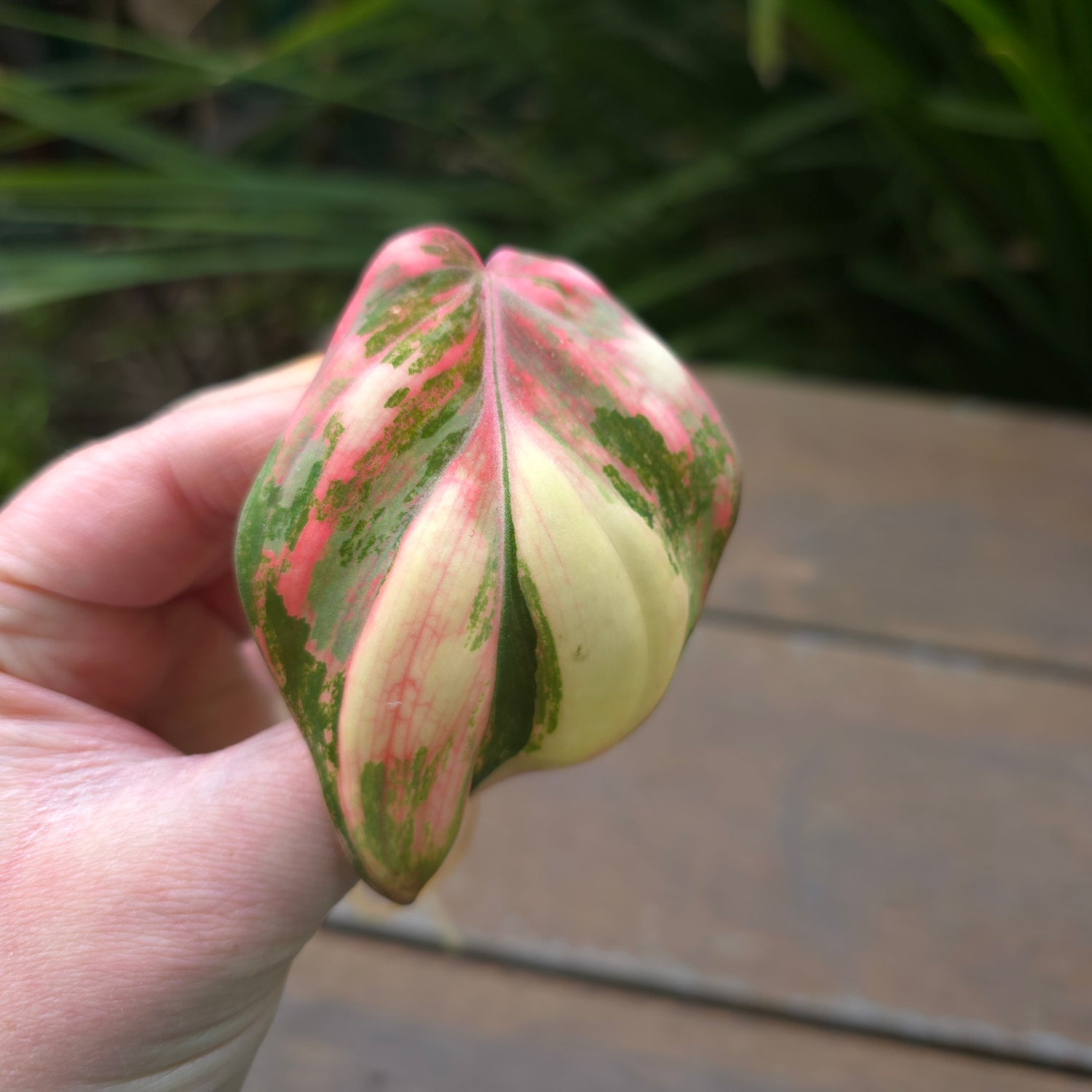 Philodendron Micans variegated rescue cuttings (pls read description) LIMIT OF 1 PER PERSON!!