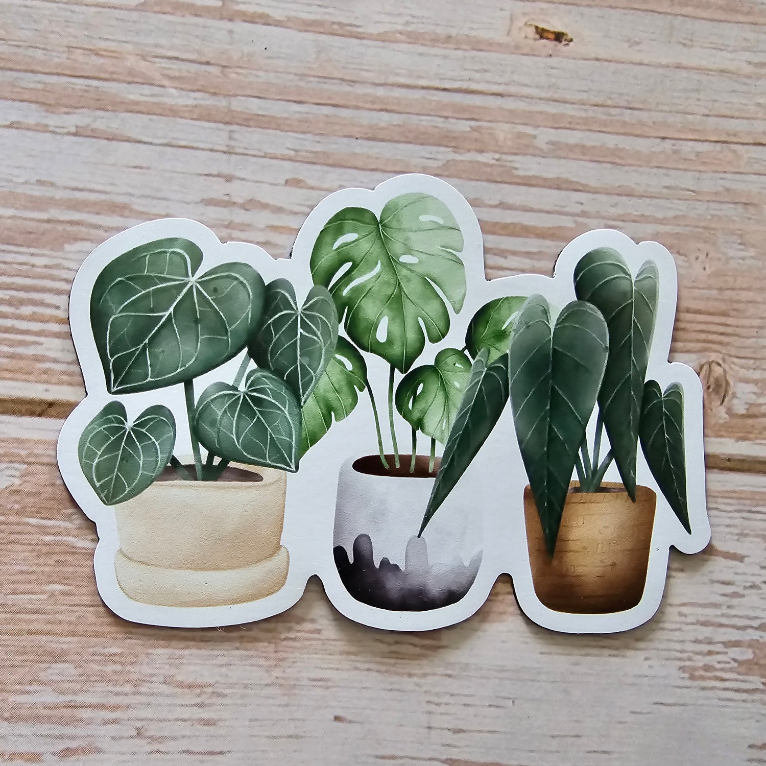 Potted Houseplants Trio Fridge Magnet