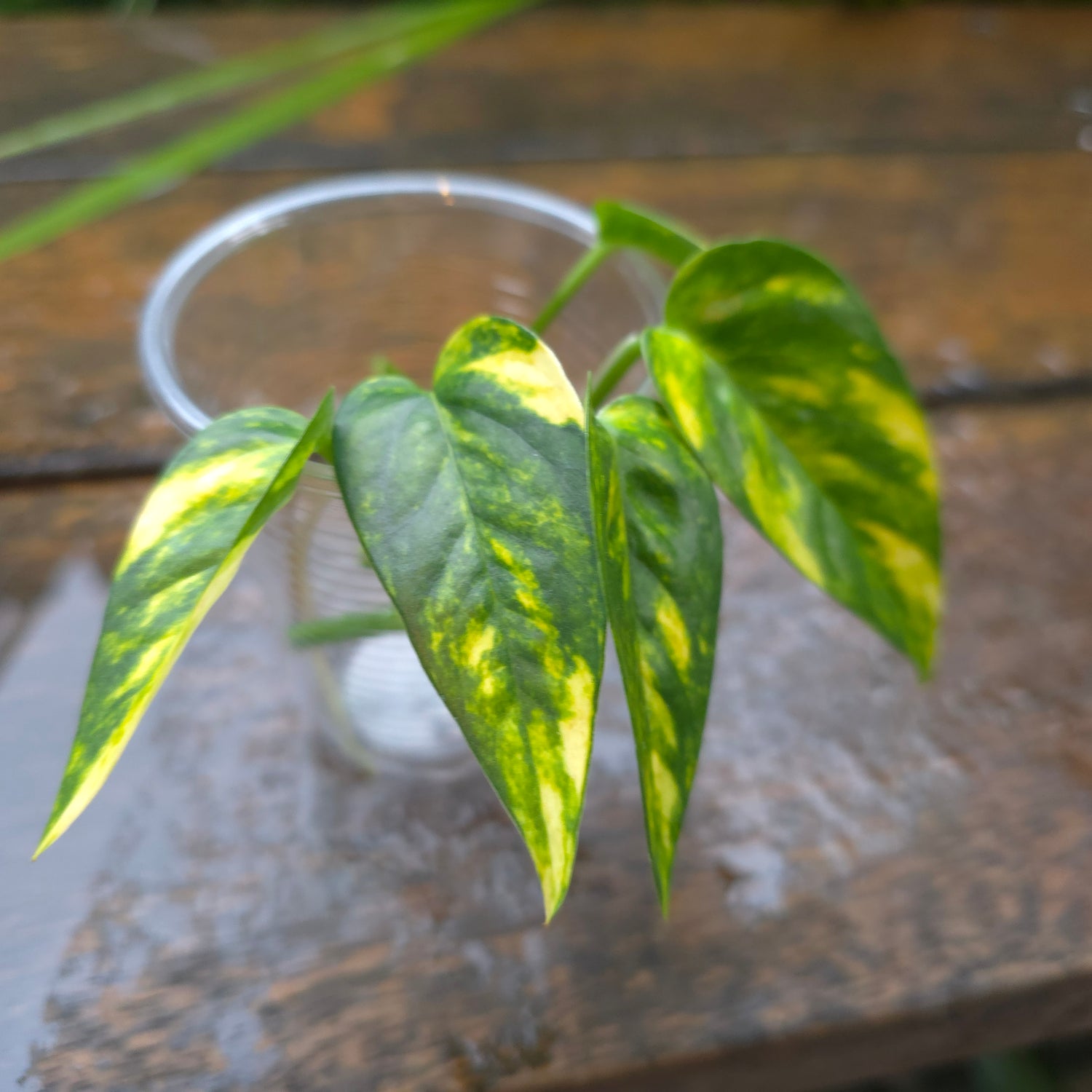 Rare Epipremnum Pinnatum Aurea variegated cuttings, multiple avail