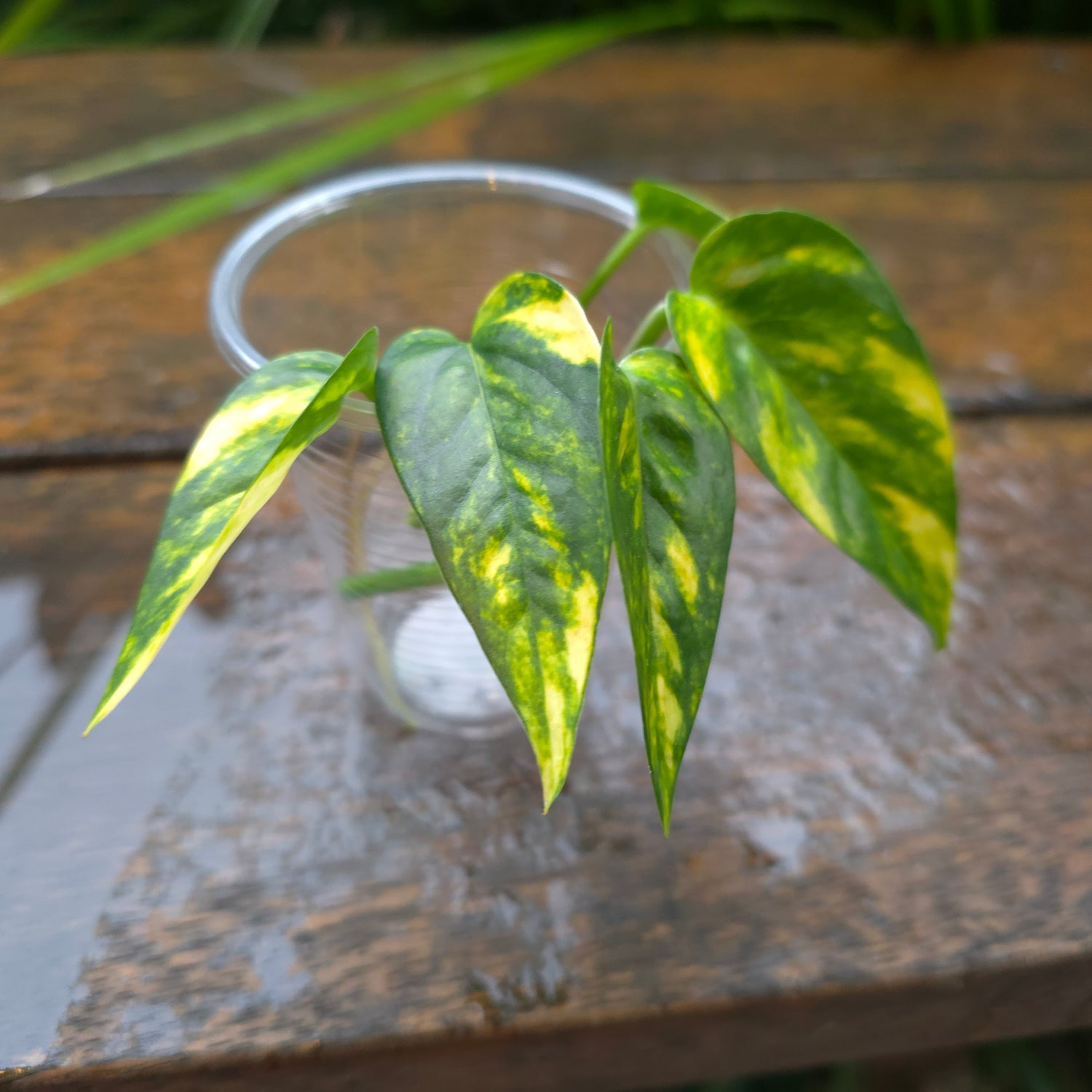 Rare Epipremnum Pinnatum Aurea variegated cuttings, multiple avail