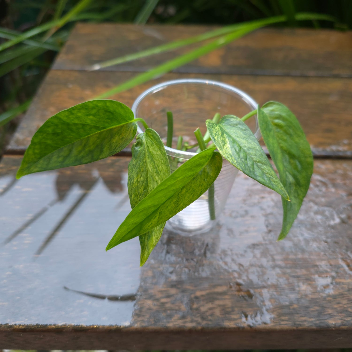 Rare Epipremnum Pinnatum Mint variegated cuttings, multiple avail