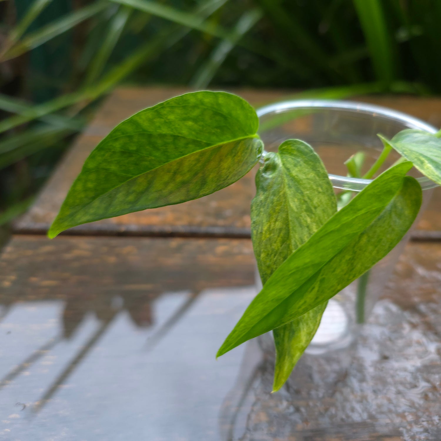 Rare Epipremnum Pinnatum Mint variegated cuttings, multiple avail