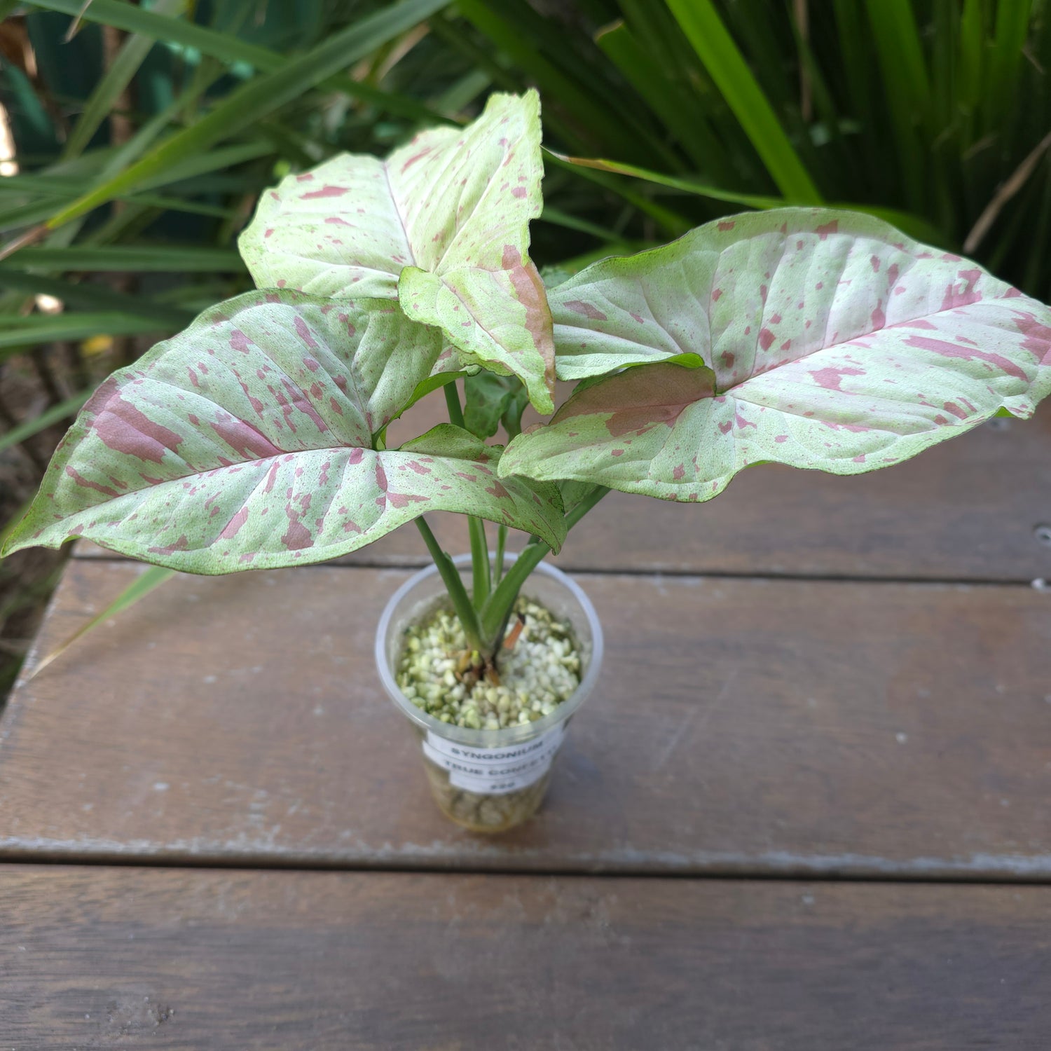 Rare Syngonium 'True' Confetti established plant, Non TC