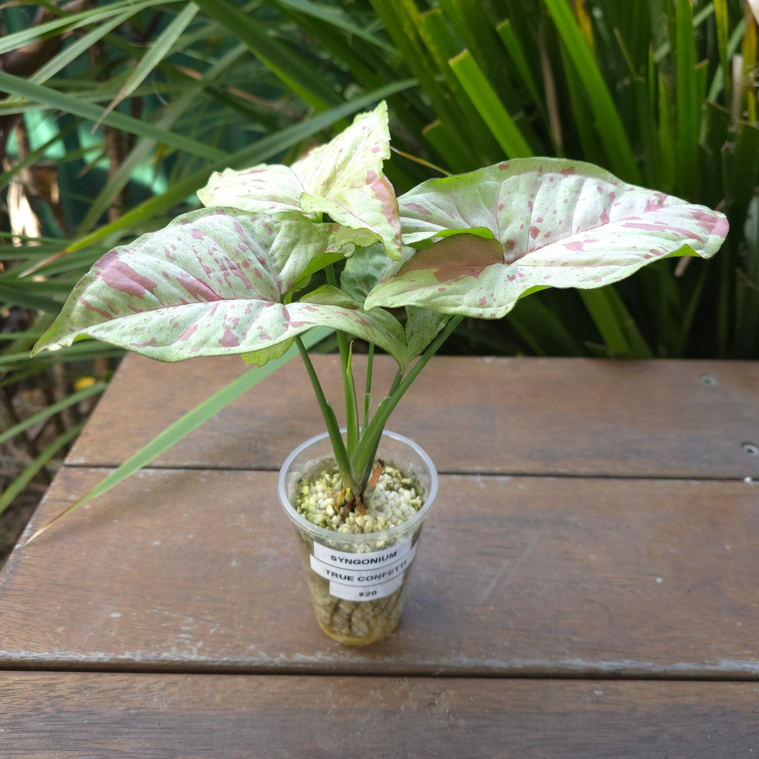 Rare Syngonium 'True' Confetti established plant, Non TC