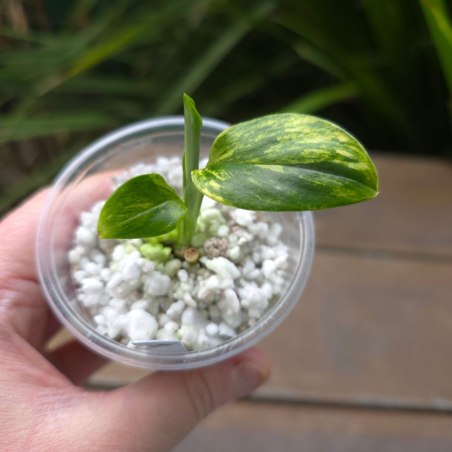 Rate Monstera Standleyana Aurea Variegated established baby plant (B)